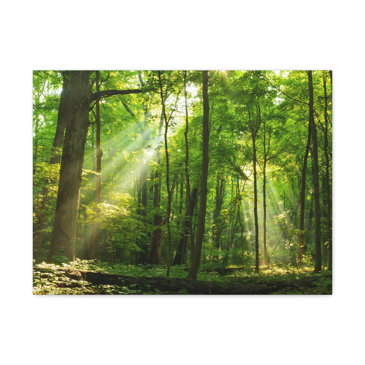Green Forest Summer Sunlight Nature Wilderness Photography Canvas Wall Art for Home Decor Ready-to-Hang-Express Your Love Gifts