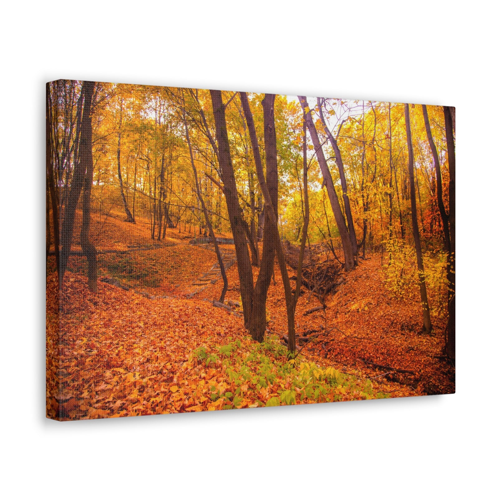 Fall Orange Tree Forest Nature Wilderness Photography Canvas Wall Art for Home Decor Ready-to-Hang-Express Your Love Gifts