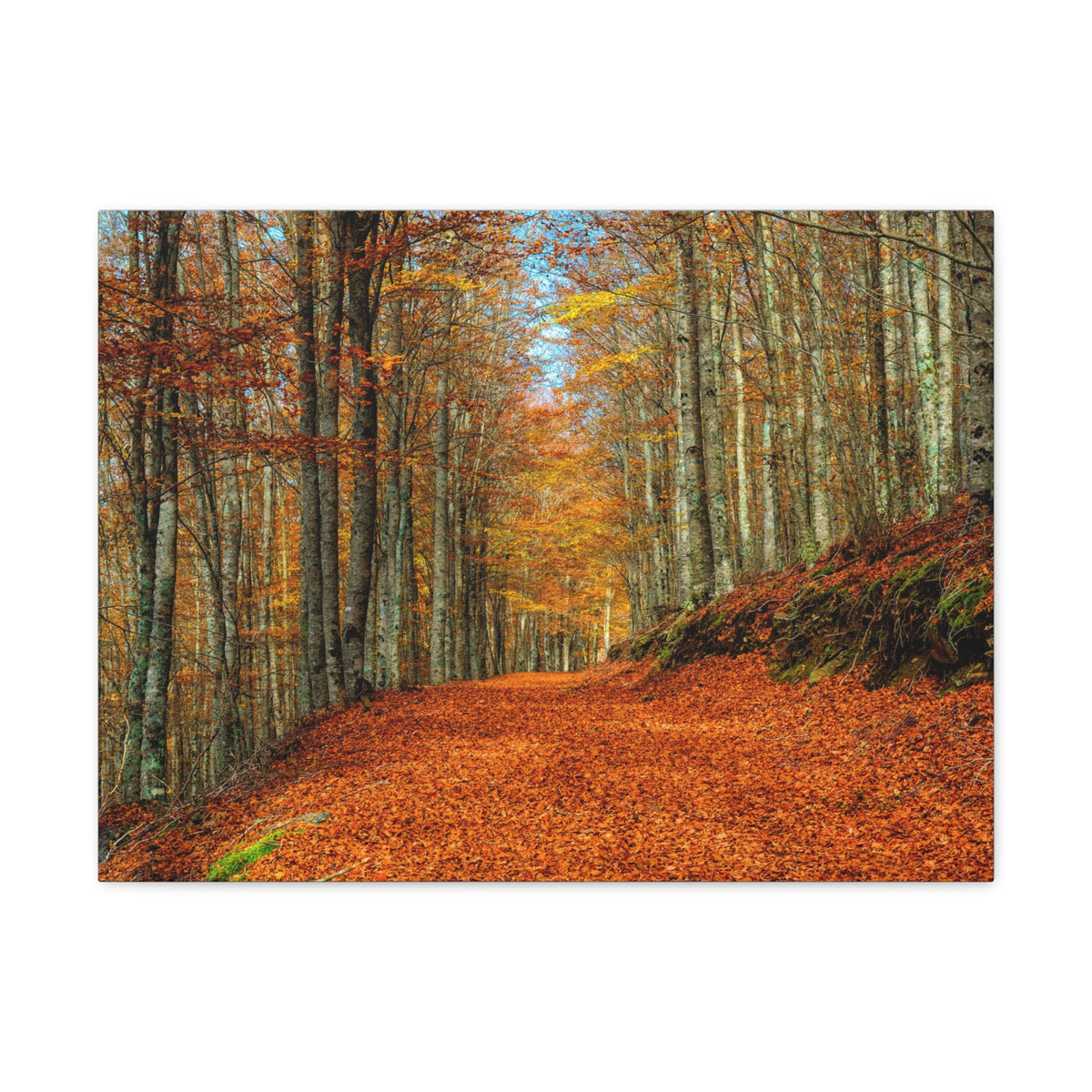 Path Through Red & Orange Autumn Park Nature Wilderness Photography Canvas Wall Art for Home Decor Ready-to-Hang-Express Your Love Gifts