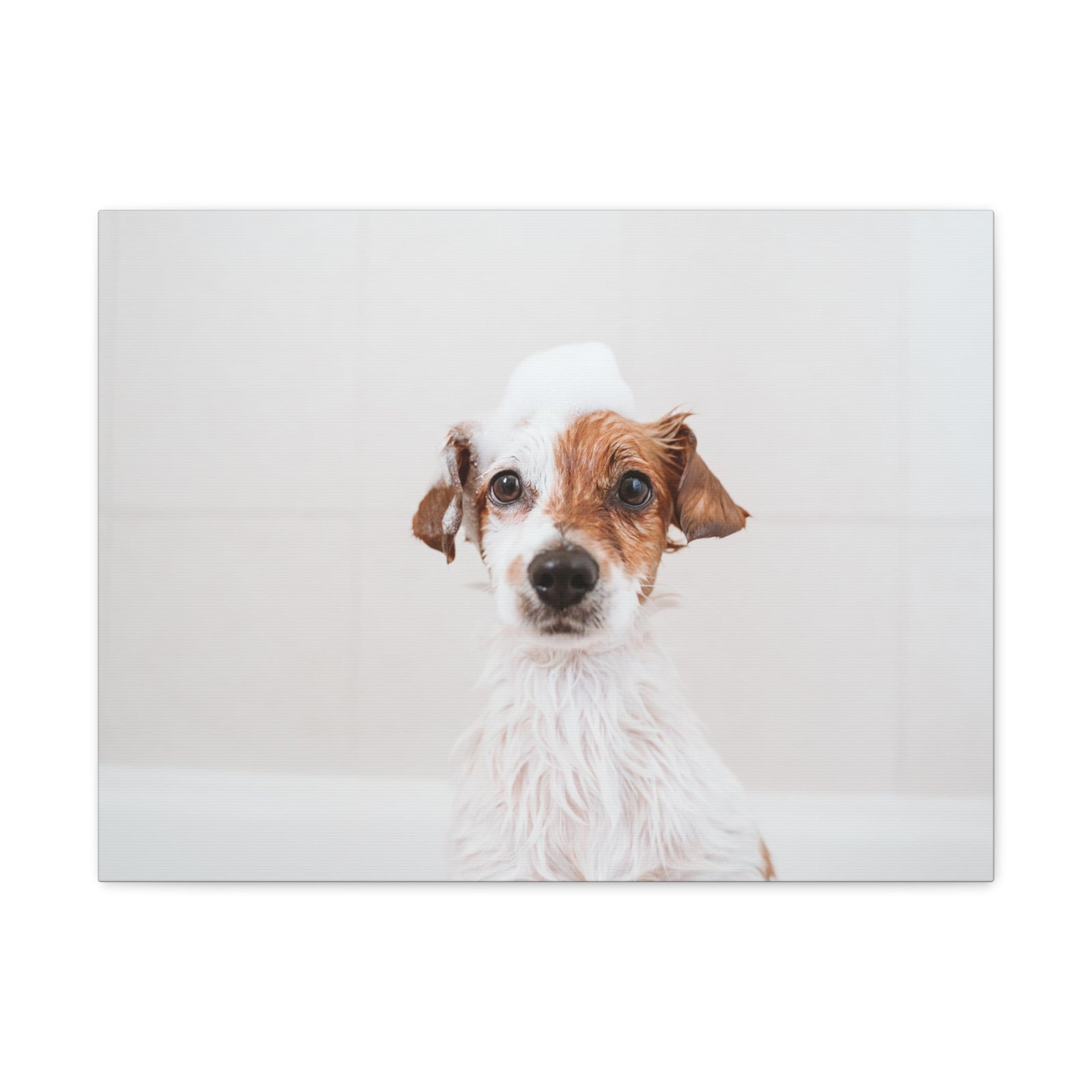 Cute Jack Russell Terrier Bathee Canvas Wall Art for Home Decor Ready-to-Hang-Express Your Love Gifts