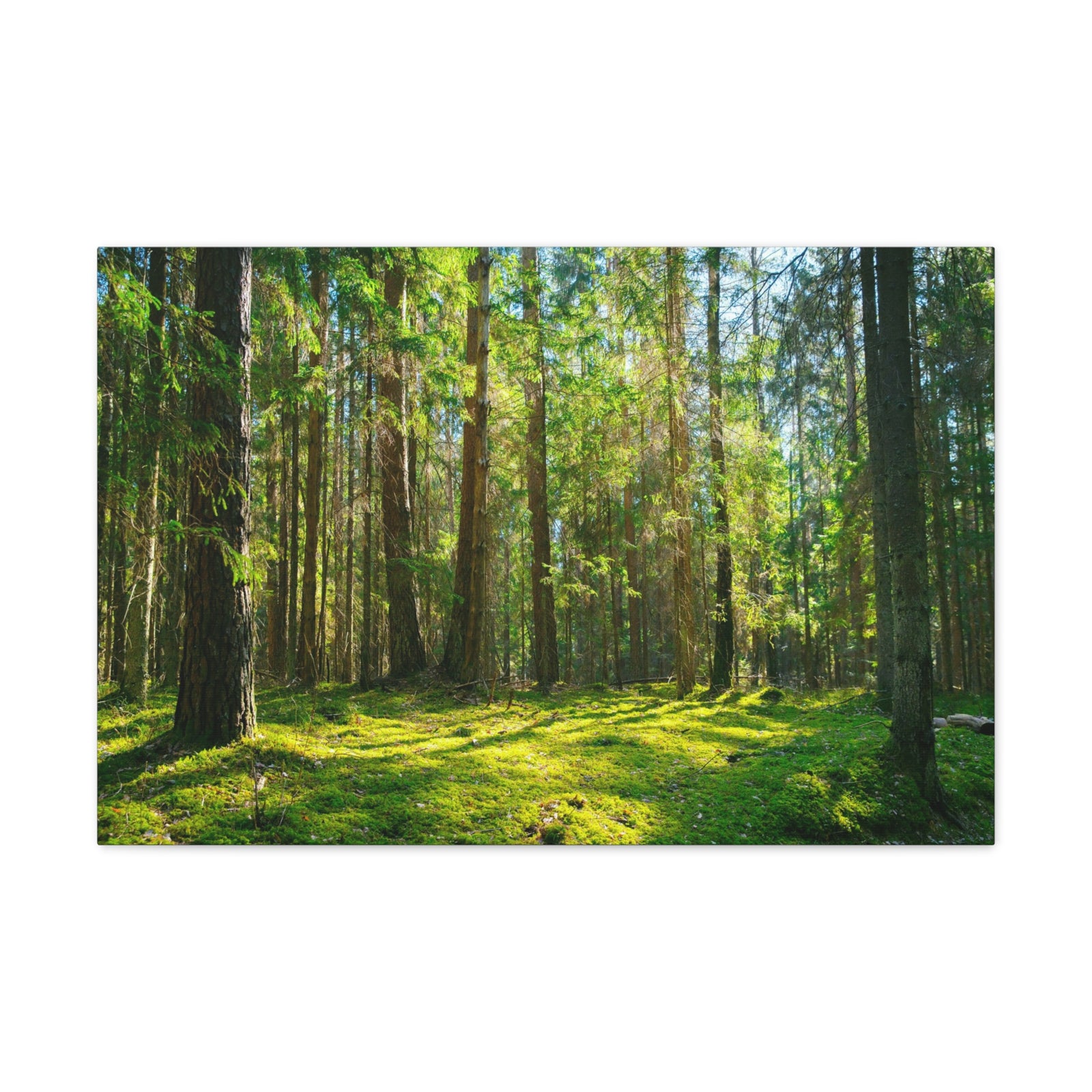 Sunlight Green Forest Tree Nature Wilderness Photography Canvas Wall Art for Home Decor Ready-to-Hang-Express Your Love Gifts