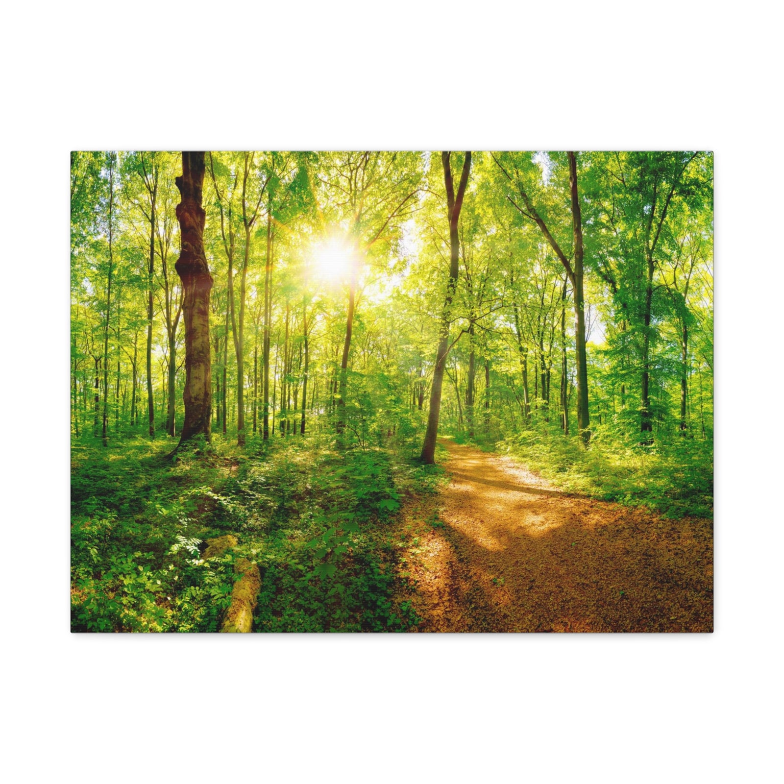Green Forest Sunlight Nature Wilderness Photography Canvas Wall Art for Home Decor Ready-to-Hang-Express Your Love Gifts