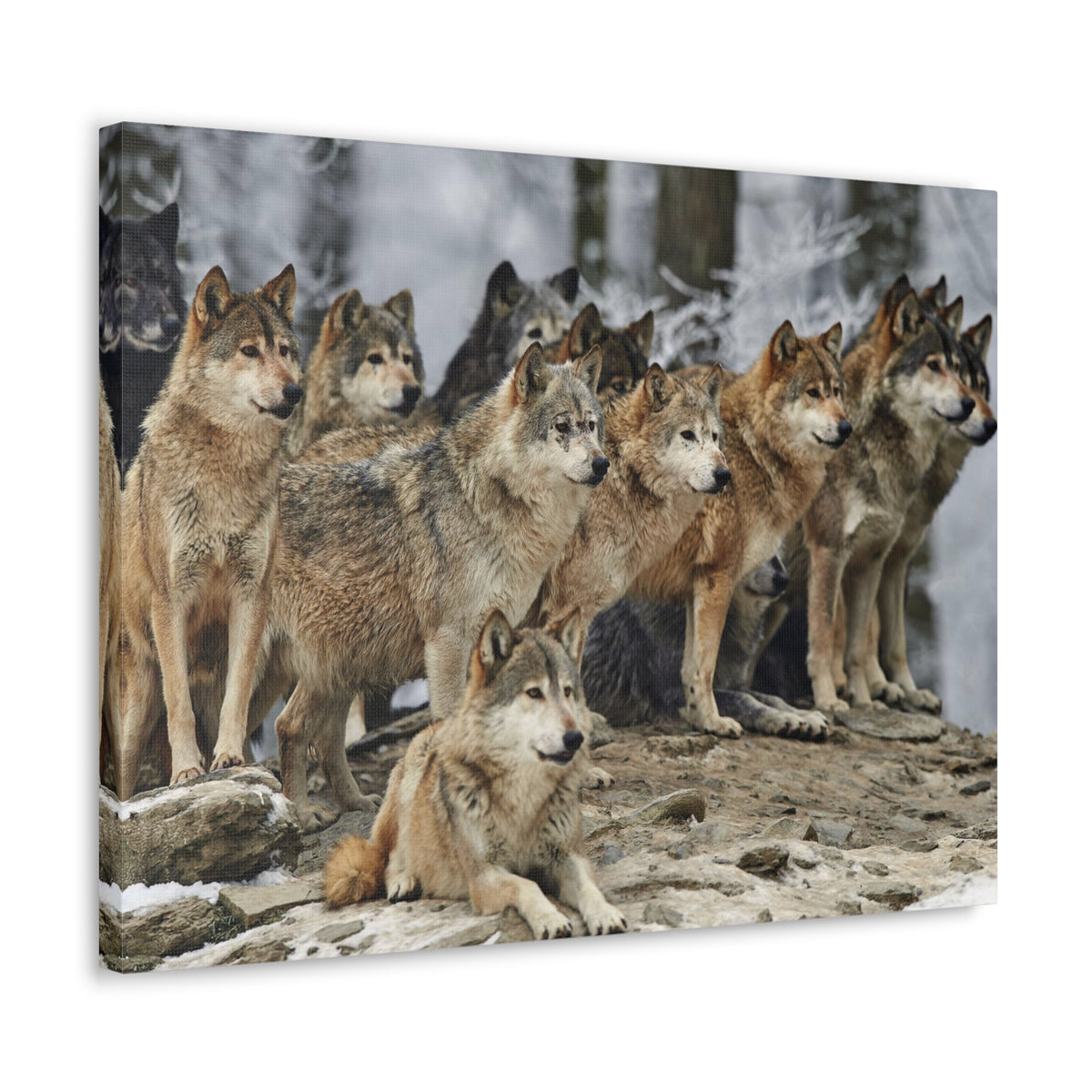 Wolf Pack Ready To Hang Stretched Canvas Wall Art-Express Your Love Gifts