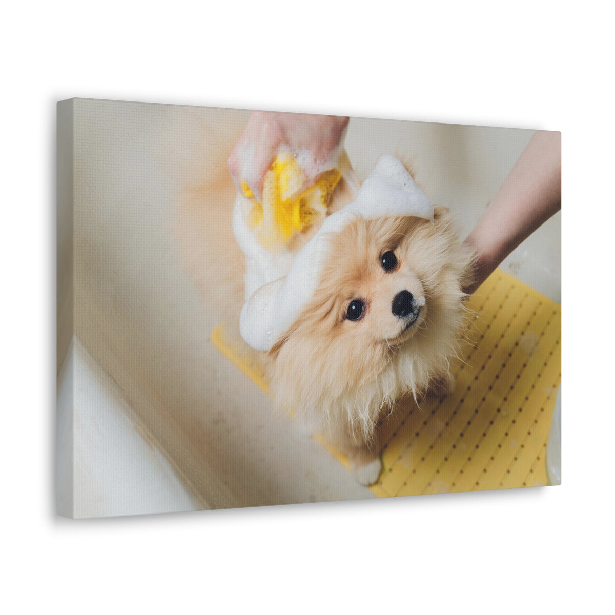Cute Pomeranian Bathee Canvas Wall Art for Home Decor Ready-to-Hang-Express Your Love Gifts