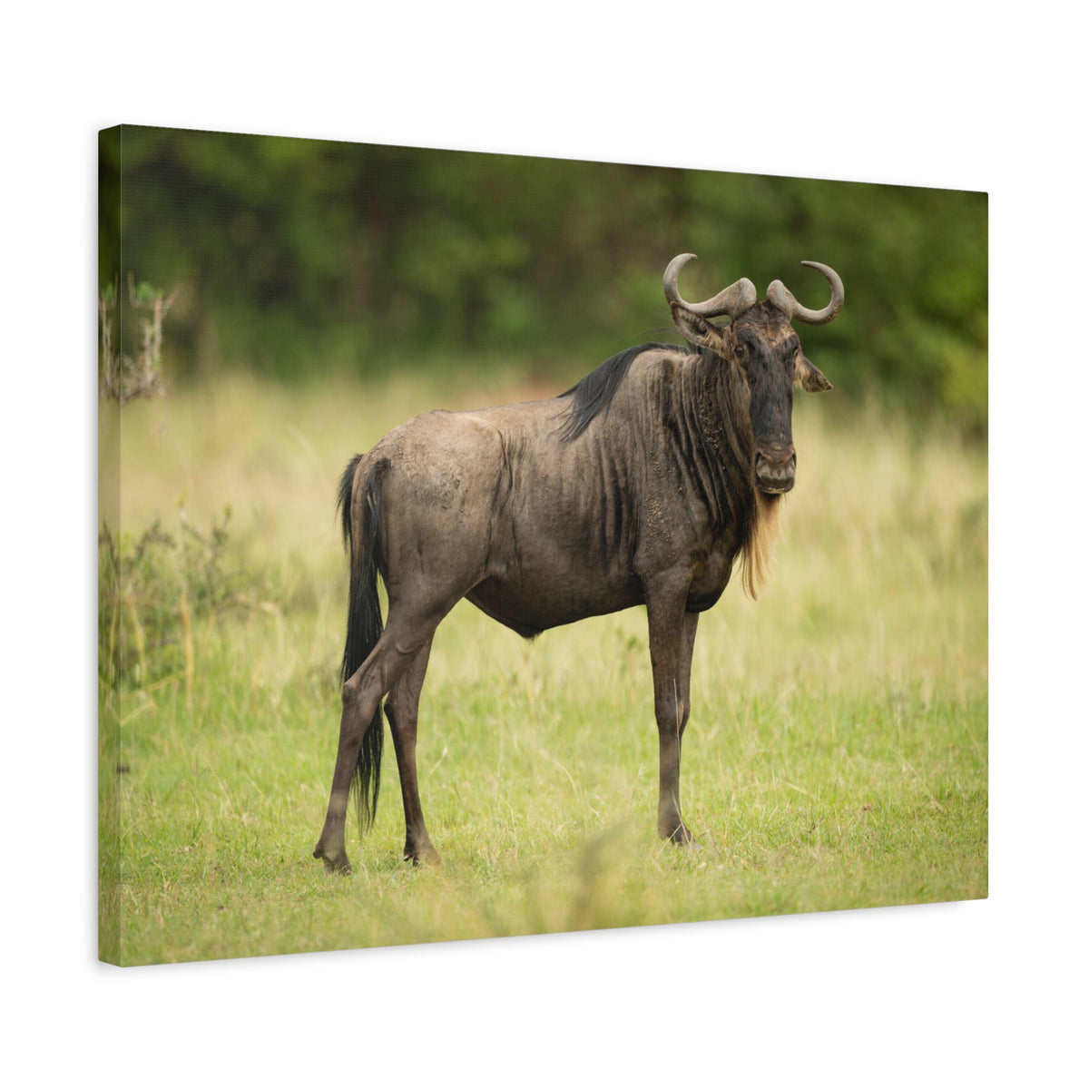 Funny Wildebeest Silly Wildebeest Scene Outdoor Wall Art Ready to Hang-Express Your Love Gifts