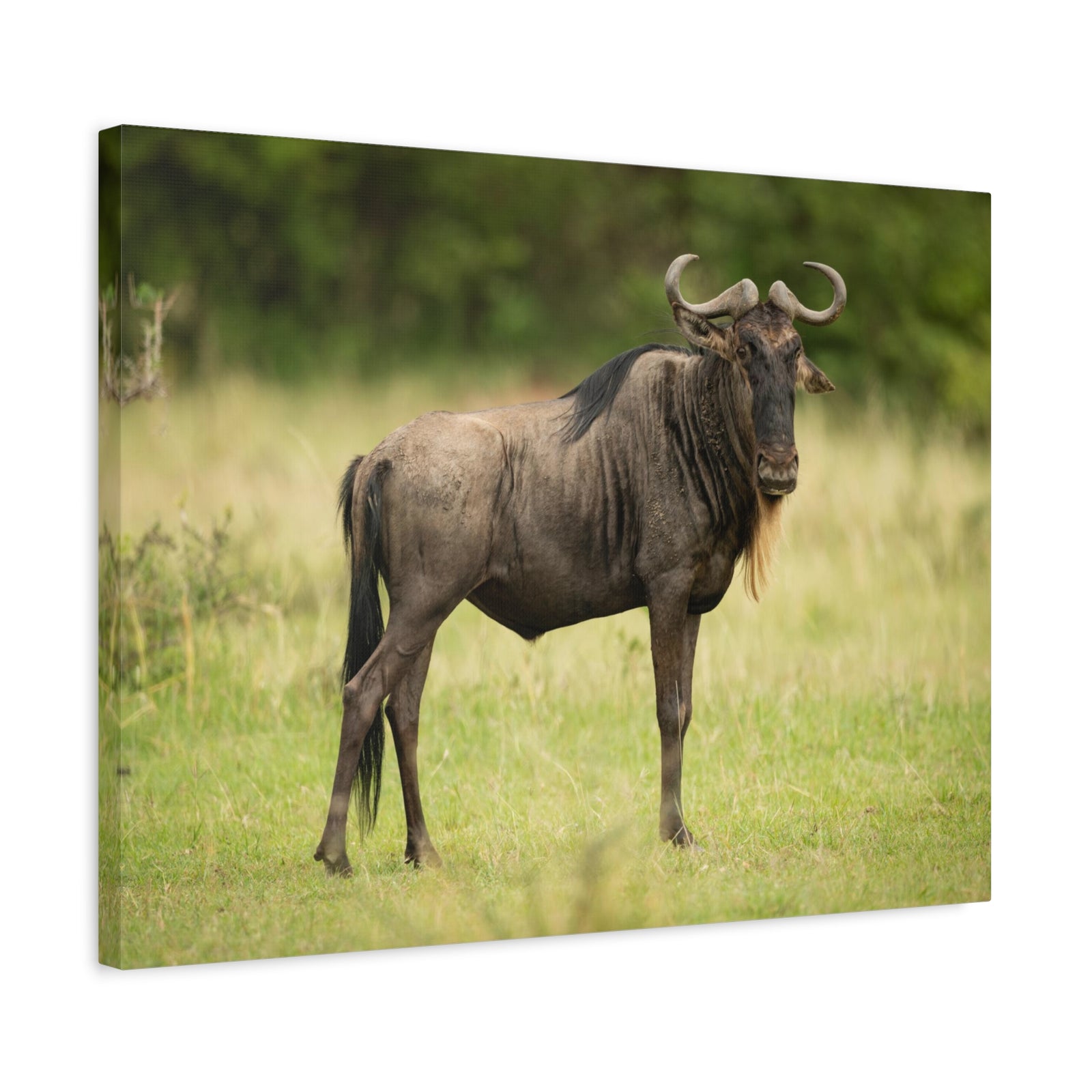 Funny Wildebeest Silly Wildebeest Scene Outdoor Wall Art Ready to Hang-Express Your Love Gifts