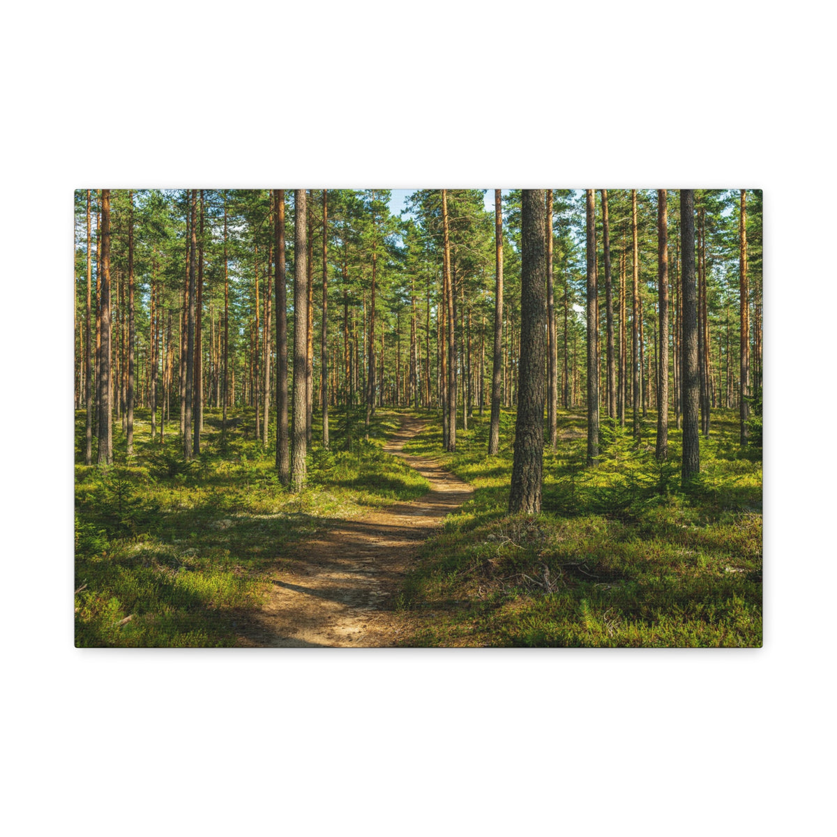 Green Forest Tree Path Nature Wilderness Photography Canvas Wall Art for Home Decor Ready-to-Hang-Express Your Love Gifts