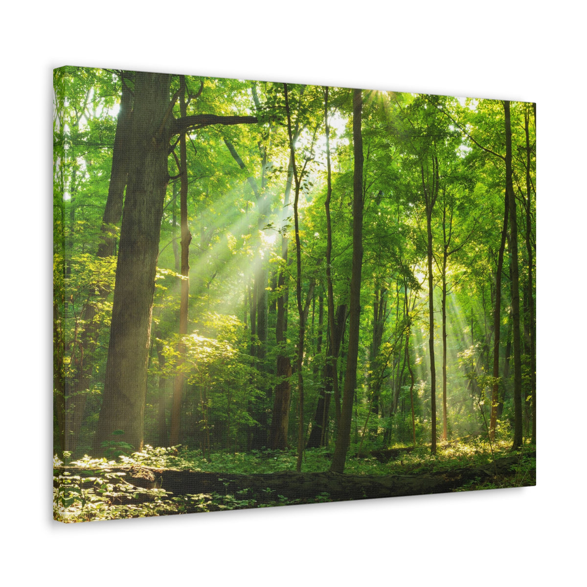 Green Forest Summer Sunlight Nature Wilderness Photography Canvas Wall Art for Home Decor Ready-to-Hang-Express Your Love Gifts