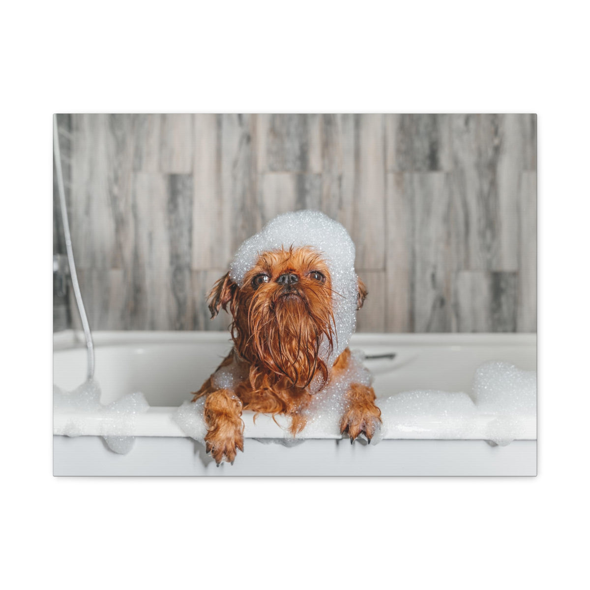 Cute Little Griffon Bathee Canvas Wall Art for Home Decor Ready-to-Hang-Express Your Love Gifts
