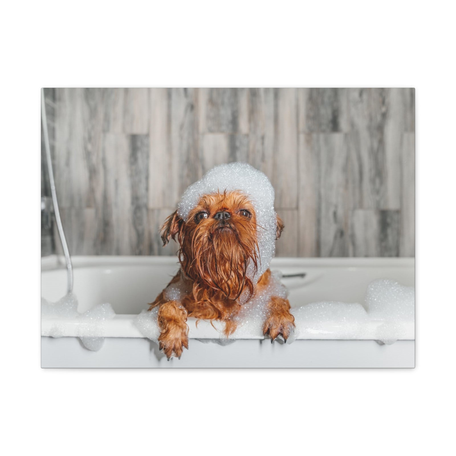 Cute Little Griffon Bathee Canvas Wall Art for Home Decor Ready-to-Hang-Express Your Love Gifts