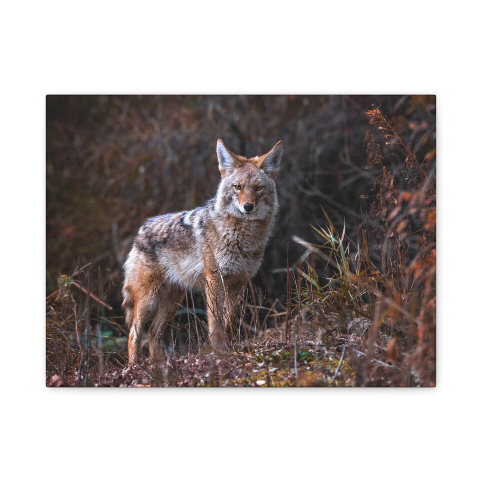 Majestic Coyote Art Majestic Coyote Print Animal Wall Art Wildlife Canvas Prints Wall Art Ready to Hang-Express Your Love Gifts