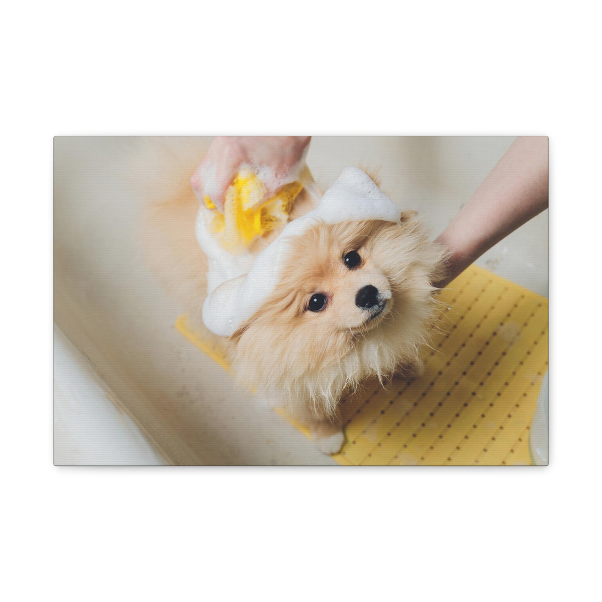 Cute Pomeranian Bathee Canvas Wall Art for Home Decor Ready-to-Hang-Express Your Love Gifts