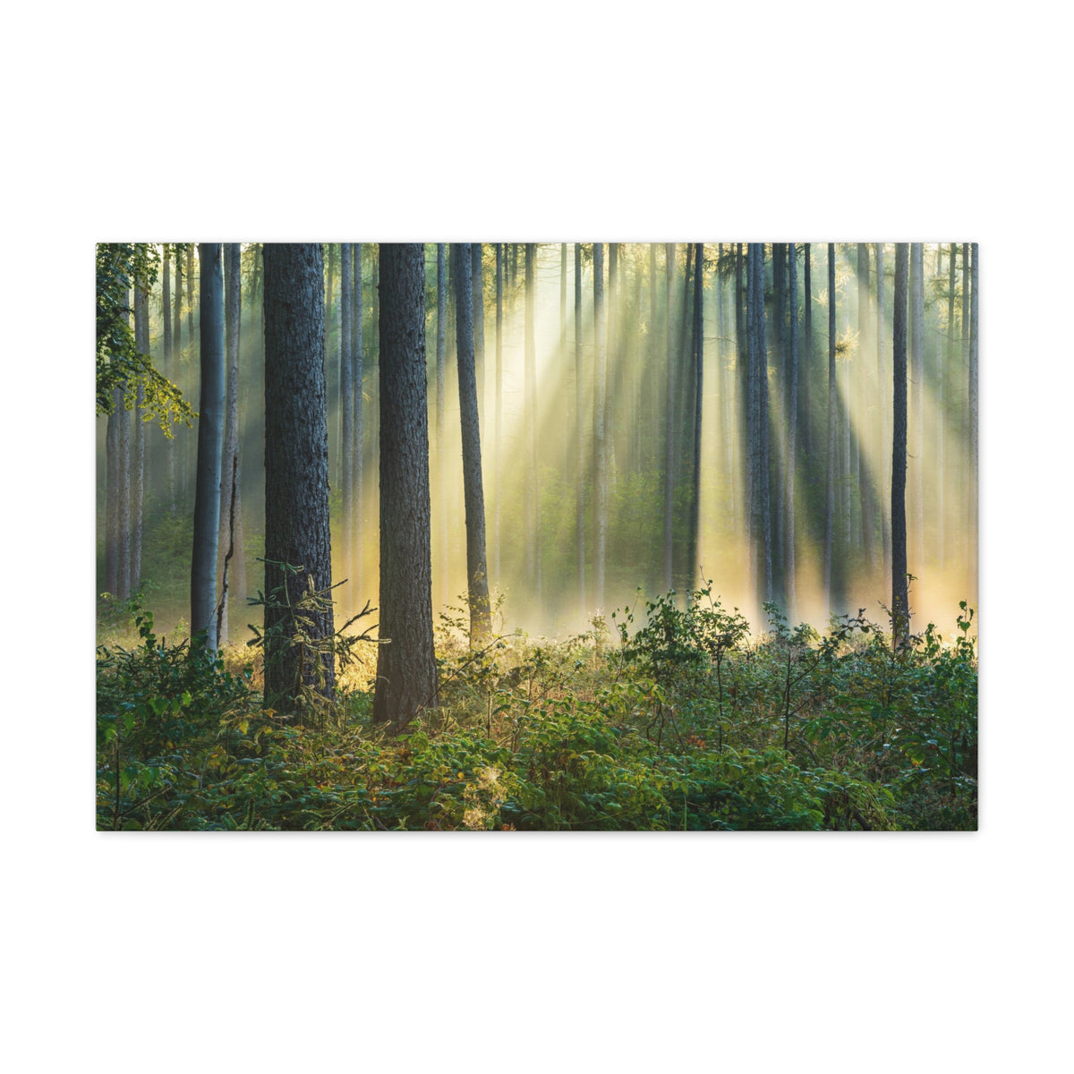 Sunrise Green Forest Nature Wilderness Photography Canvas Wall Art for Home Decor Ready-to-Hang-Express Your Love Gifts