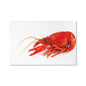 Majestic Crawfish Art Majestic Crawfish Print Animal Wall Art Wildlife Canvas Prints Wall Art Ready to Hang Unframed-Express Your Love Gifts