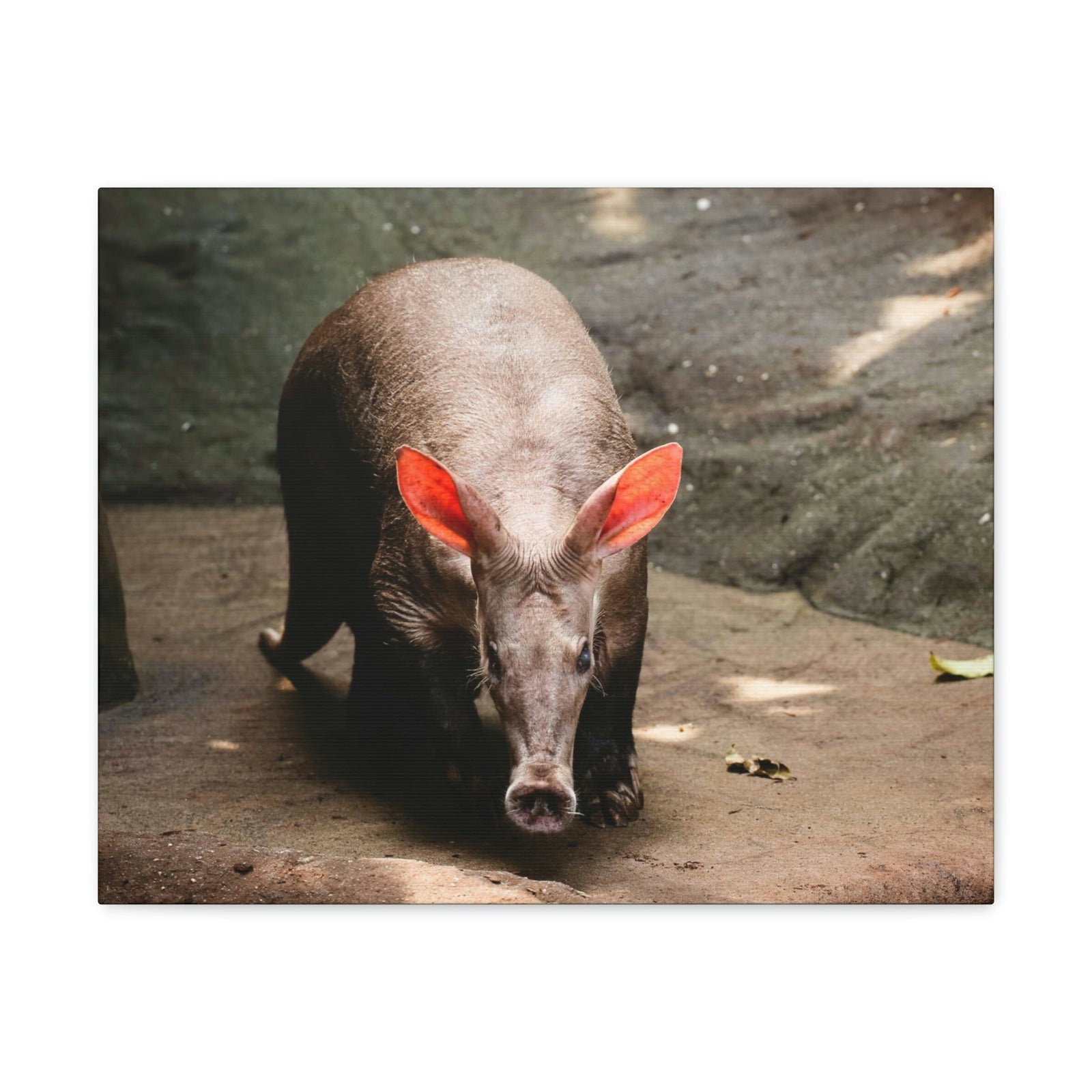 Aardvark On The Move Staring Aardvark Outdoor Wall Art Ready to Hang Unframed-Express Your Love Gifts