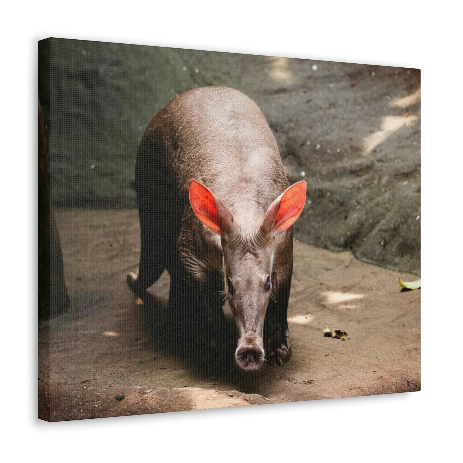 Aardvark On The Move Staring Aardvark Outdoor Wall Art Ready to Hang Unframed-Express Your Love Gifts