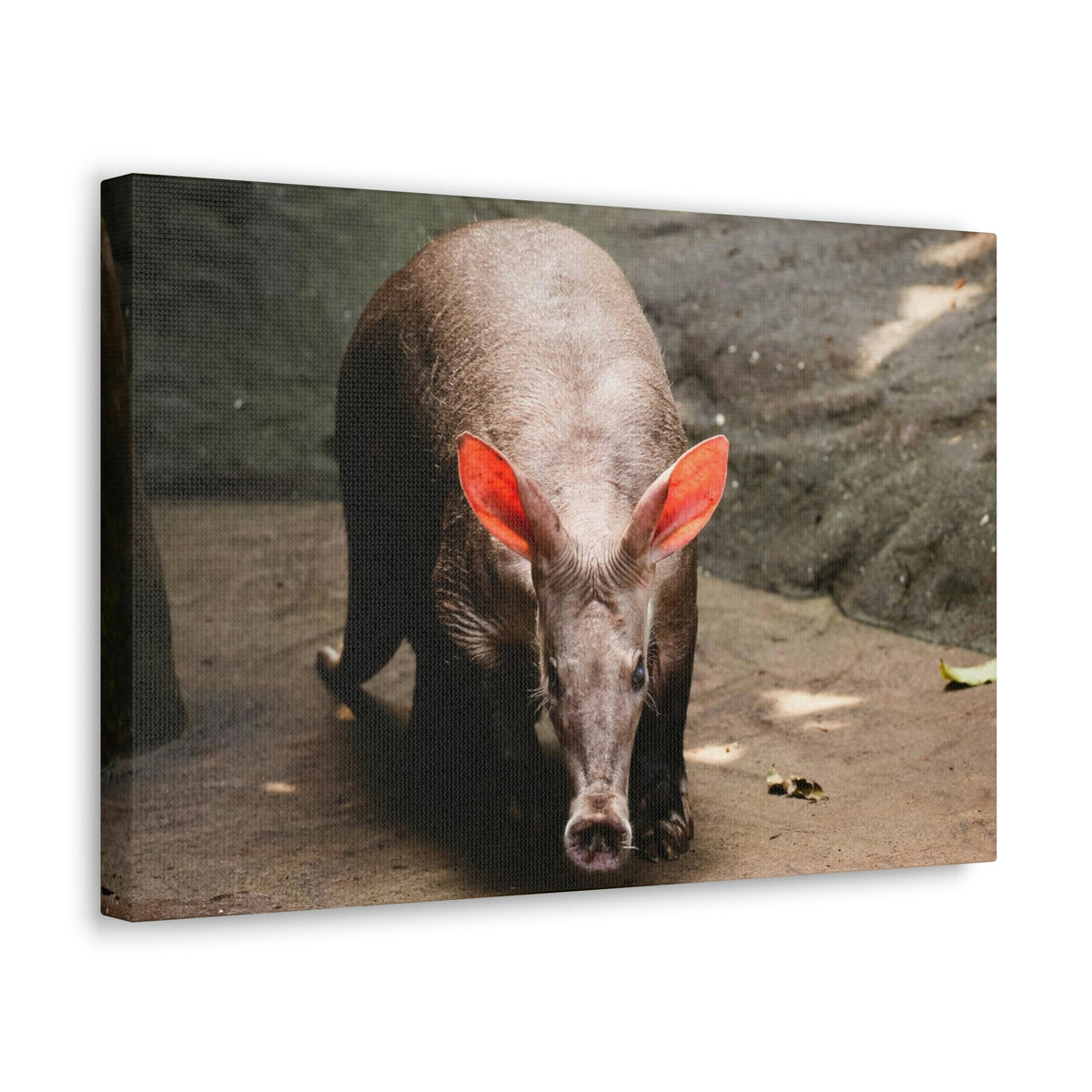Aardvark On The Move Staring Aardvark Outdoor Wall Art Ready to Hang Unframed-Express Your Love Gifts
