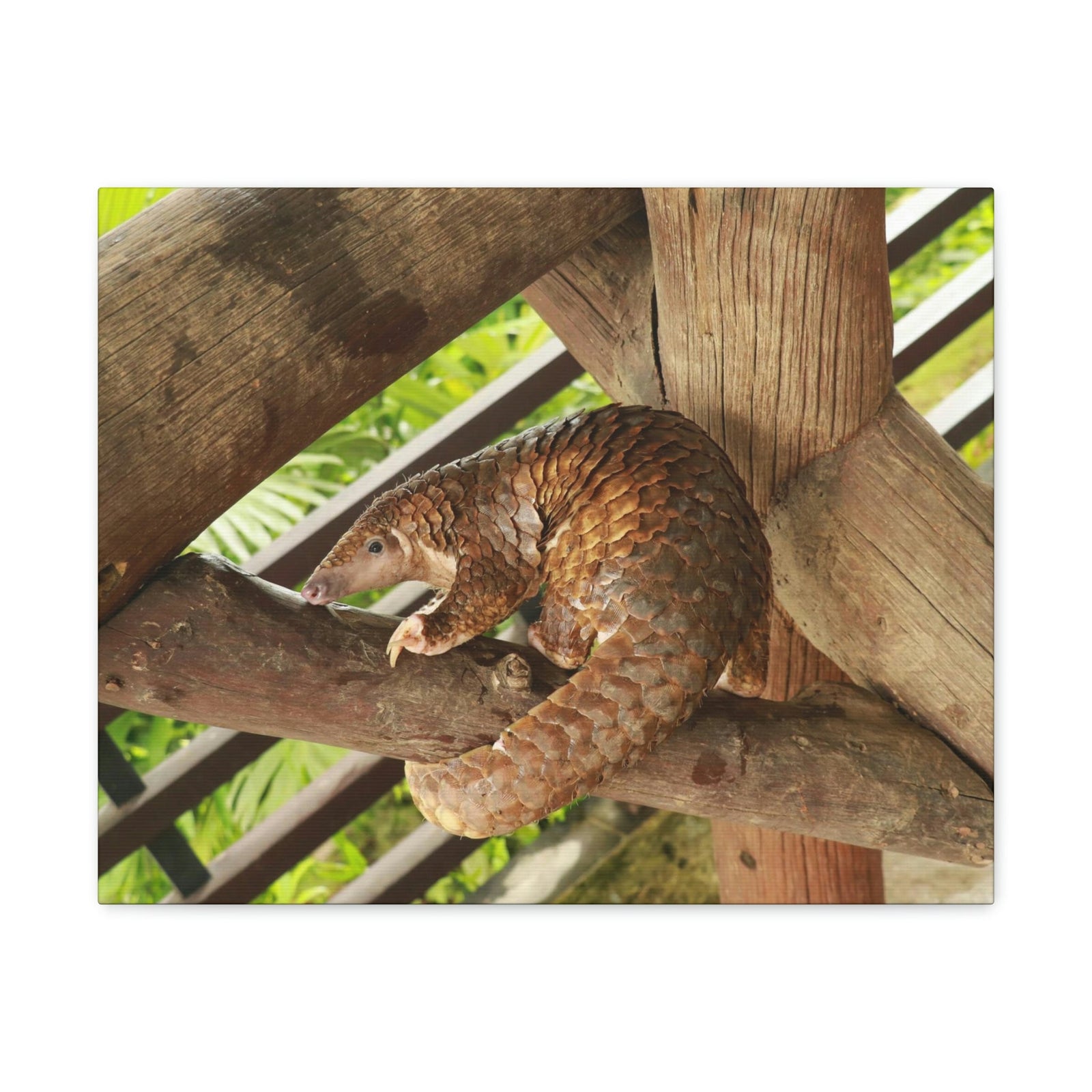 African Tree Pangolin Hanging On The Tree Staring African Tree Pangolin Outdoor Wall Art Ready To Hang Unframed-Express Your Love Gifts
