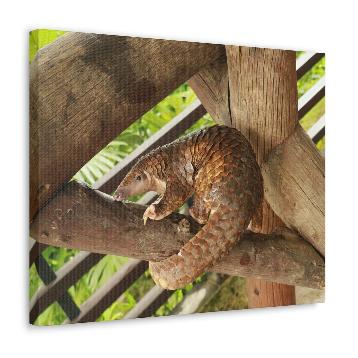African Tree Pangolin Hanging On The Tree Staring African Tree Pangolin Outdoor Wall Art Ready To Hang Unframed-Express Your Love Gifts