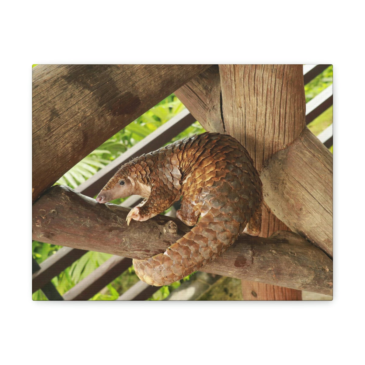 African Tree Pangolin Hanging On The Tree Staring African Tree Pangolin Outdoor Wall Art Ready To Hang Unframed-Express Your Love Gifts