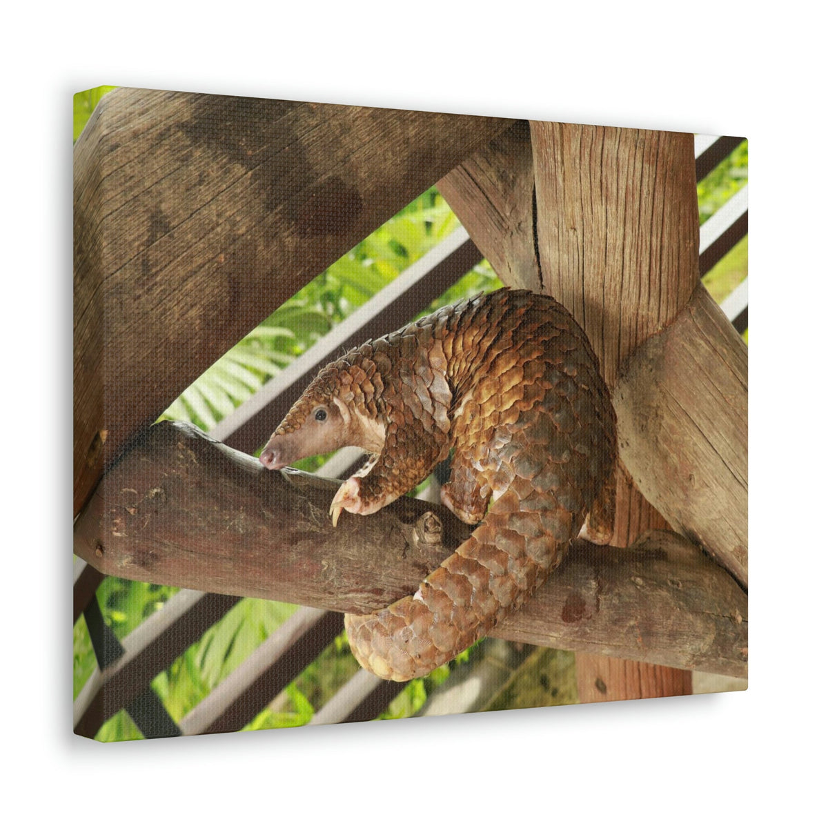 African Tree Pangolin Hanging On The Tree Staring African Tree Pangolin Outdoor Wall Art Ready To Hang Unframed-Express Your Love Gifts