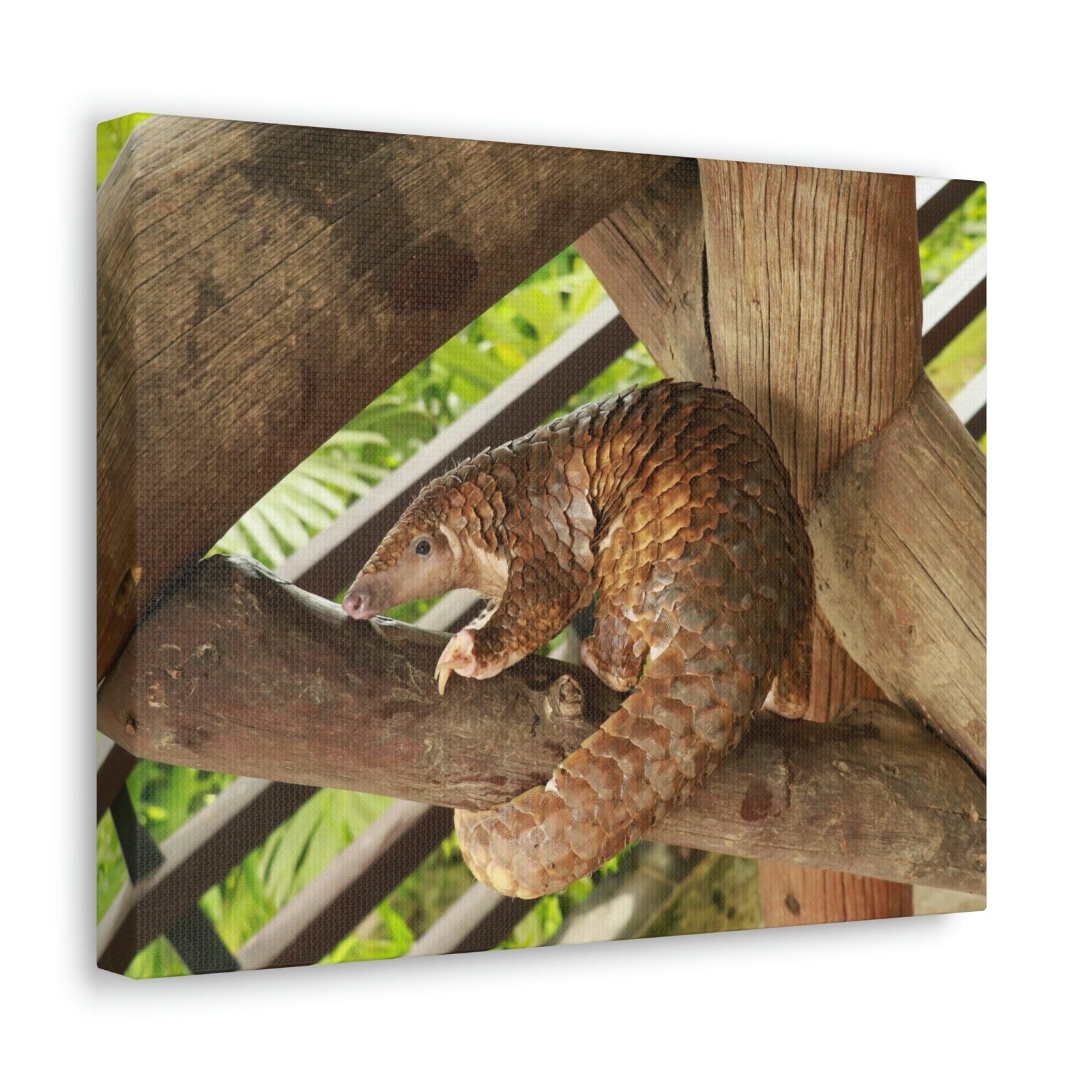 African Tree Pangolin Hanging On The Tree Staring African Tree Pangolin Outdoor Wall Art Ready To Hang Unframed-Express Your Love Gifts