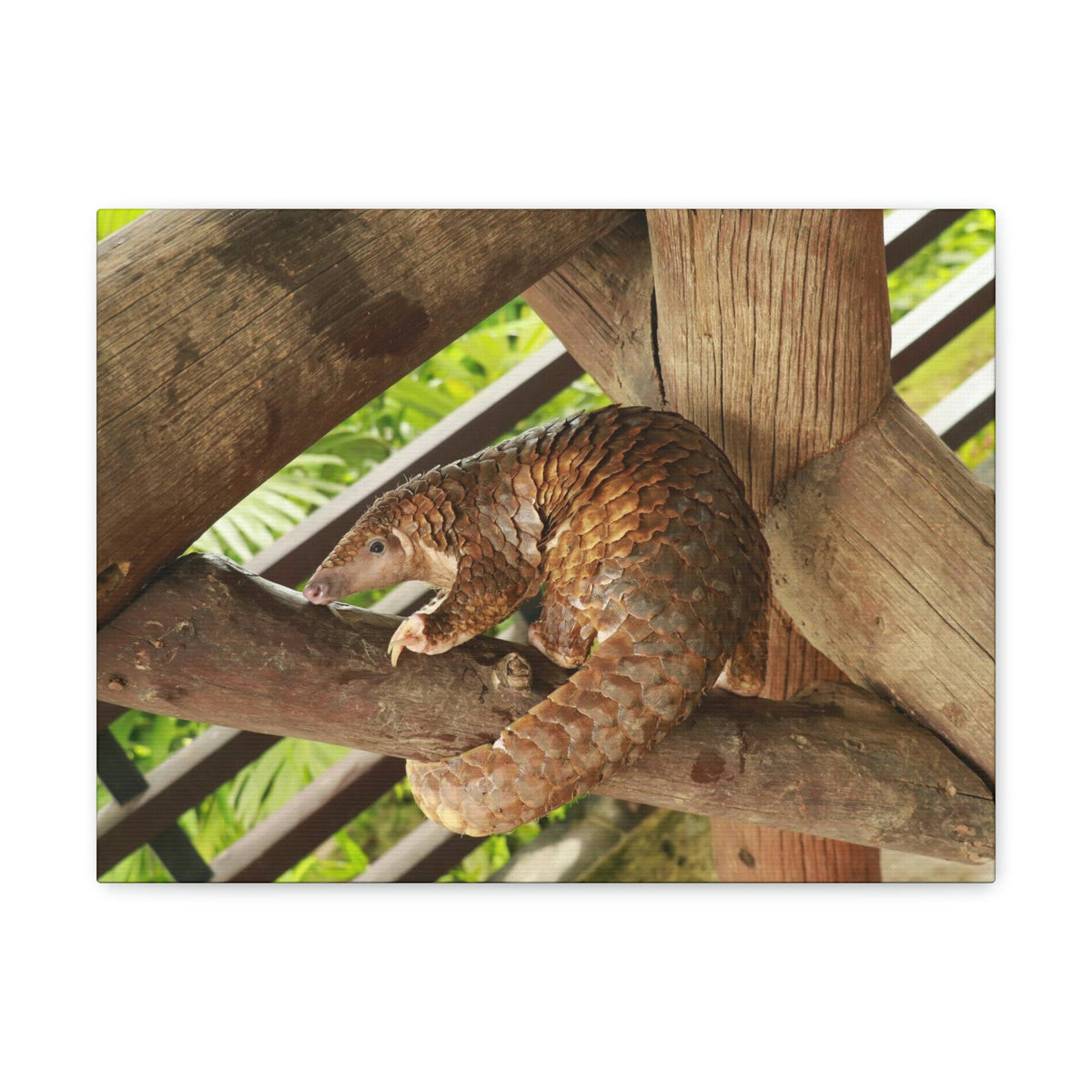African Tree Pangolin Hanging On The Tree Staring African Tree Pangolin Outdoor Wall Art Ready To Hang Unframed-Express Your Love Gifts