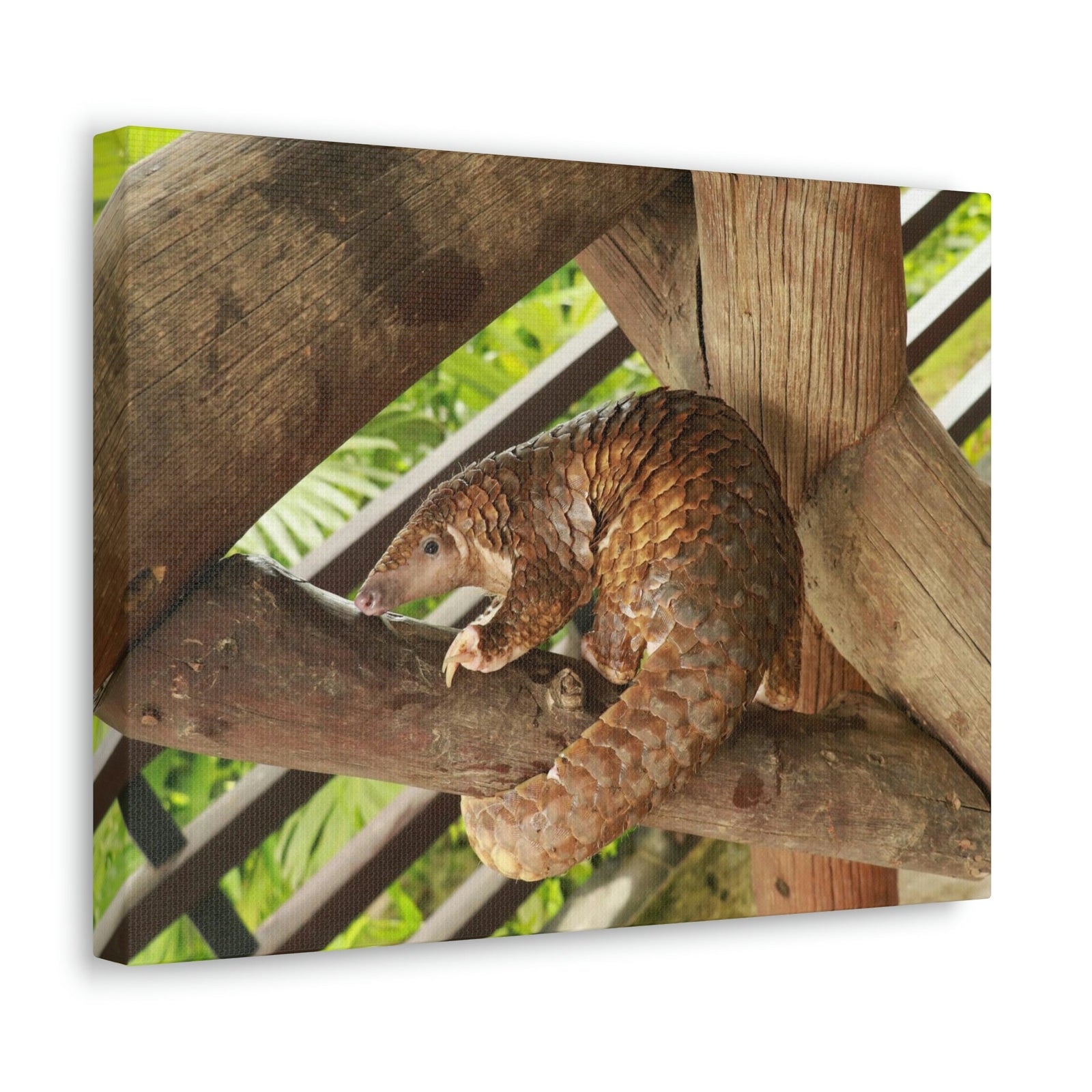 African Tree Pangolin Hanging On The Tree Staring African Tree Pangolin Outdoor Wall Art Ready To Hang Unframed-Express Your Love Gifts