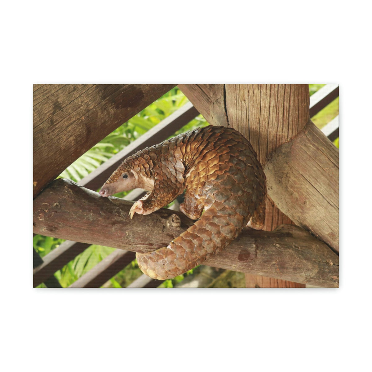 African Tree Pangolin Hanging On The Tree Staring African Tree Pangolin Outdoor Wall Art Ready To Hang Unframed-Express Your Love Gifts