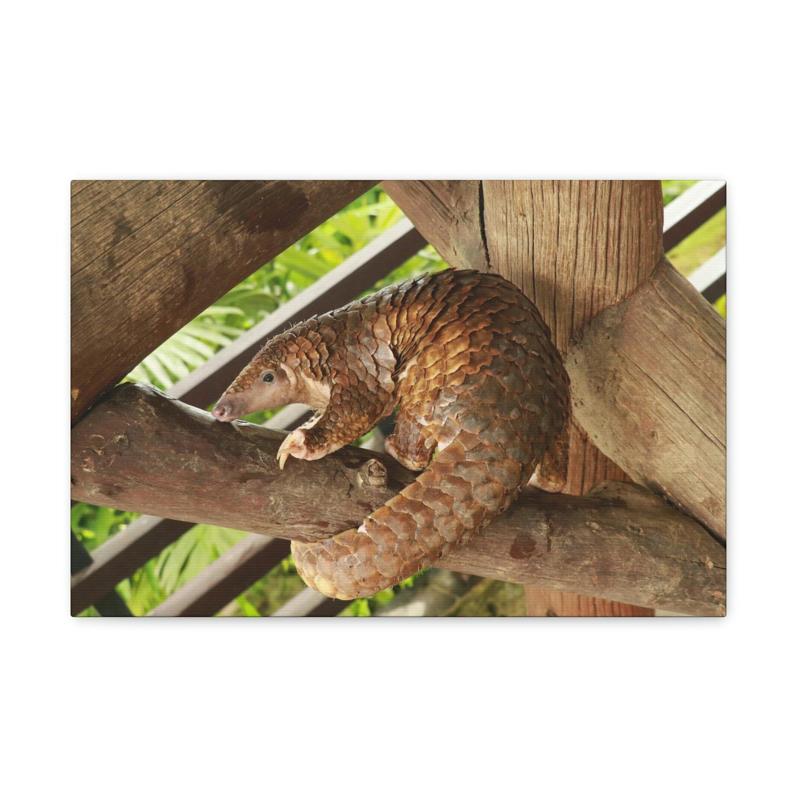 African Tree Pangolin Hanging On The Tree Staring African Tree Pangolin Outdoor Wall Art Ready To Hang Unframed-Express Your Love Gifts