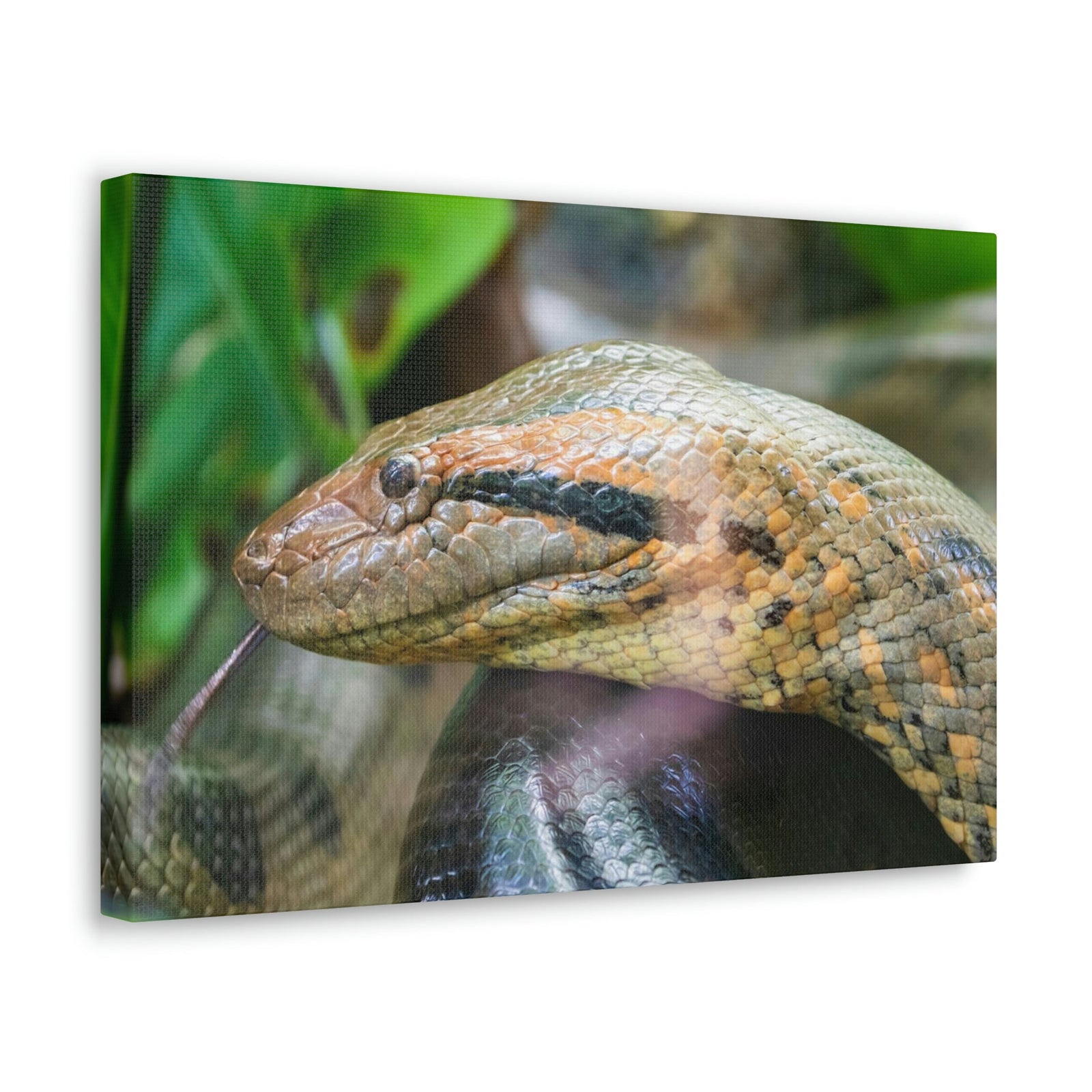Anaconda Front Side View Anaconda Dangerous Outside Wall Art Ready To Hang Unframed-Express Your Love Gifts