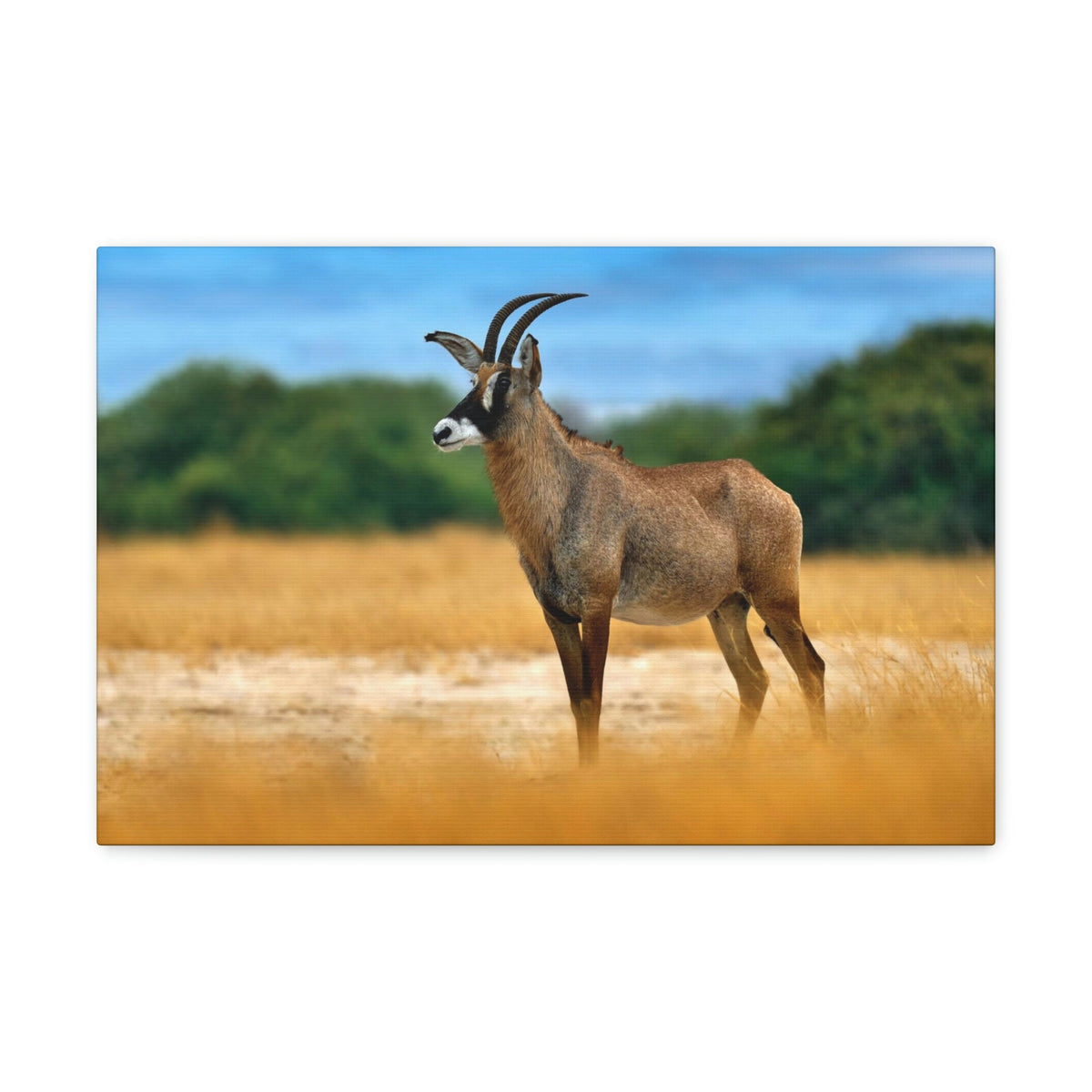 Antelope In Mountain Background Antelope In Grass Outside Wall Art Ready To Hang Unframed-Express Your Love Gifts