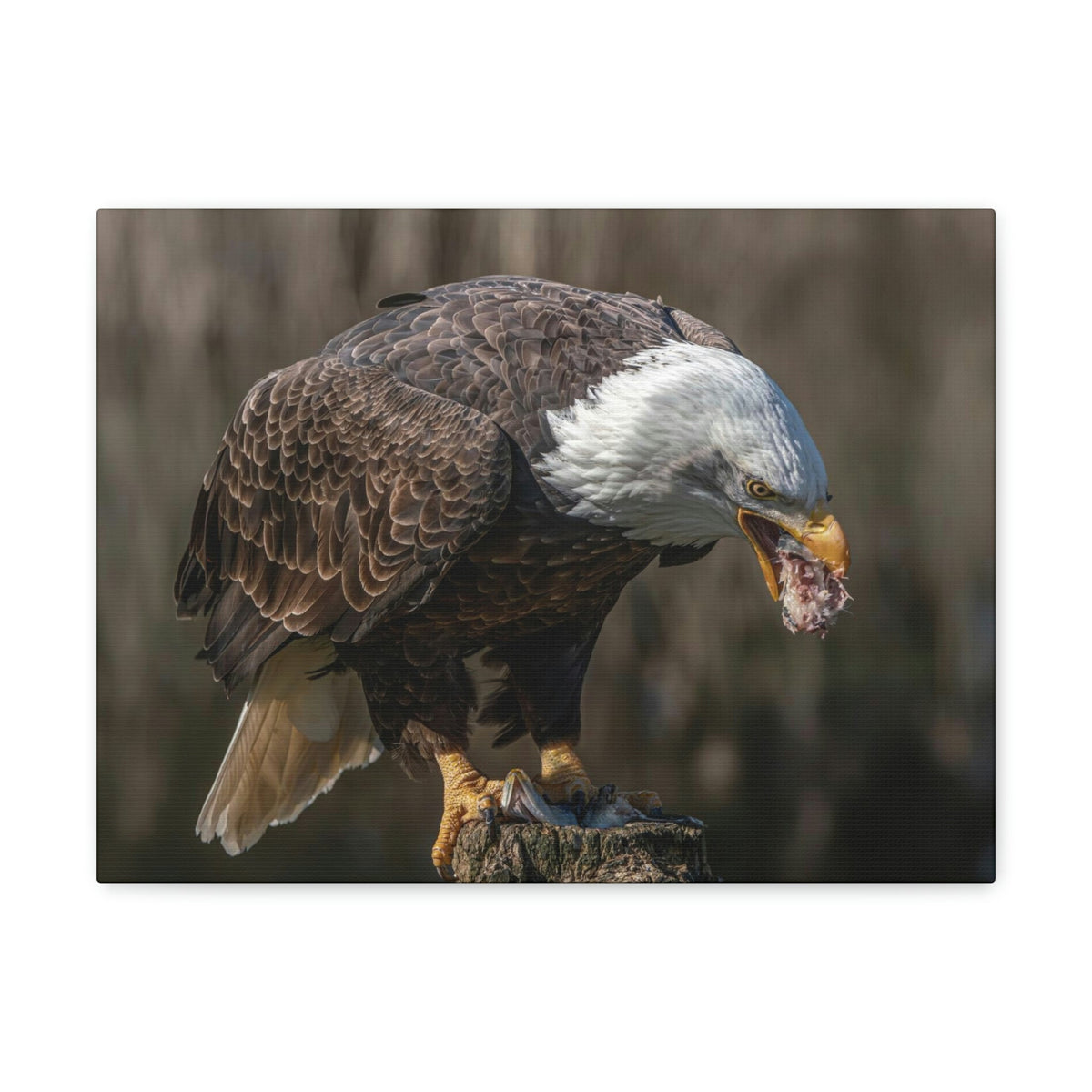 Scripture Walls Bald Eagle Hunting Bald Eagle on Hunt Print Animal Wall Art Wildlife Canvas Prints Wall Art Ready to Hang Unframed-Express Your Love Gifts