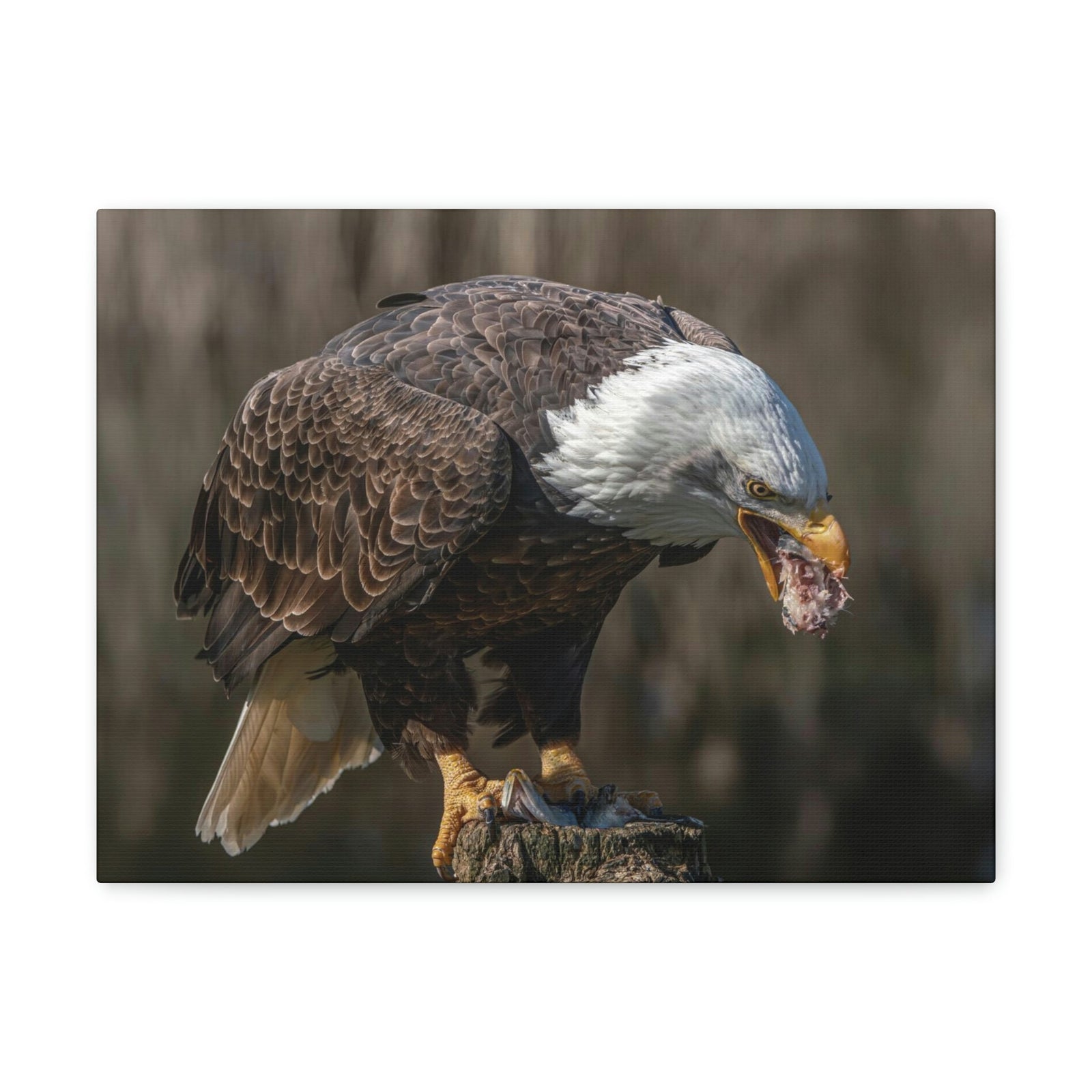 Scripture Walls Bald Eagle Hunting Bald Eagle on Hunt Print Animal Wall Art Wildlife Canvas Prints Wall Art Ready to Hang Unframed-Express Your Love Gifts
