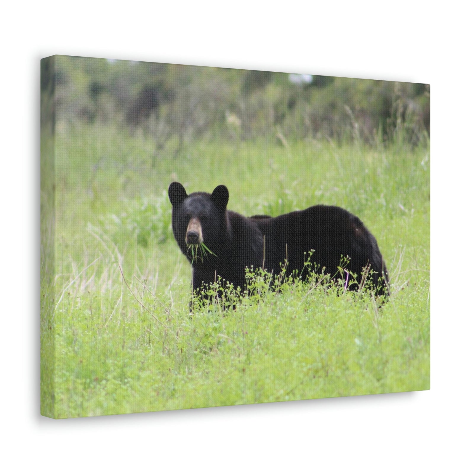 Scripture Walls Black Bear Hunting Black Bear on Hunt Print Animal Wall Art Wildlife Canvas Prints Wall Art Ready to Hang Unframed-Express Your Love Gifts