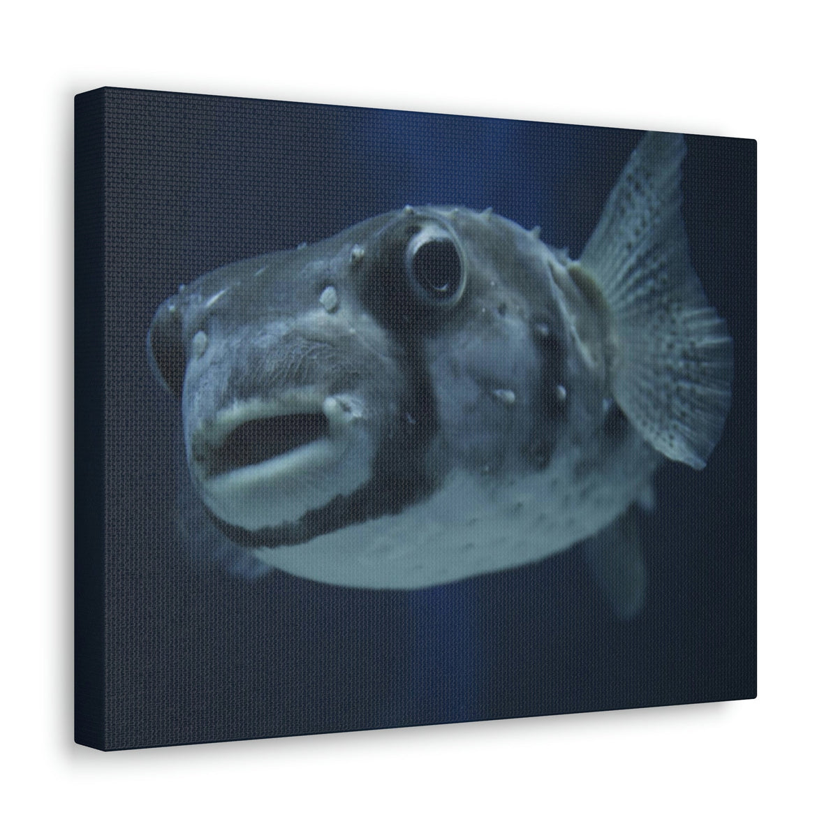 Scripture Walls Blowfish Hunting Blowfish on Hunt Print Animal Wall Art Wildlife Canvas Prints Wall Art Ready to Hang Unframed-Express Your Love Gifts