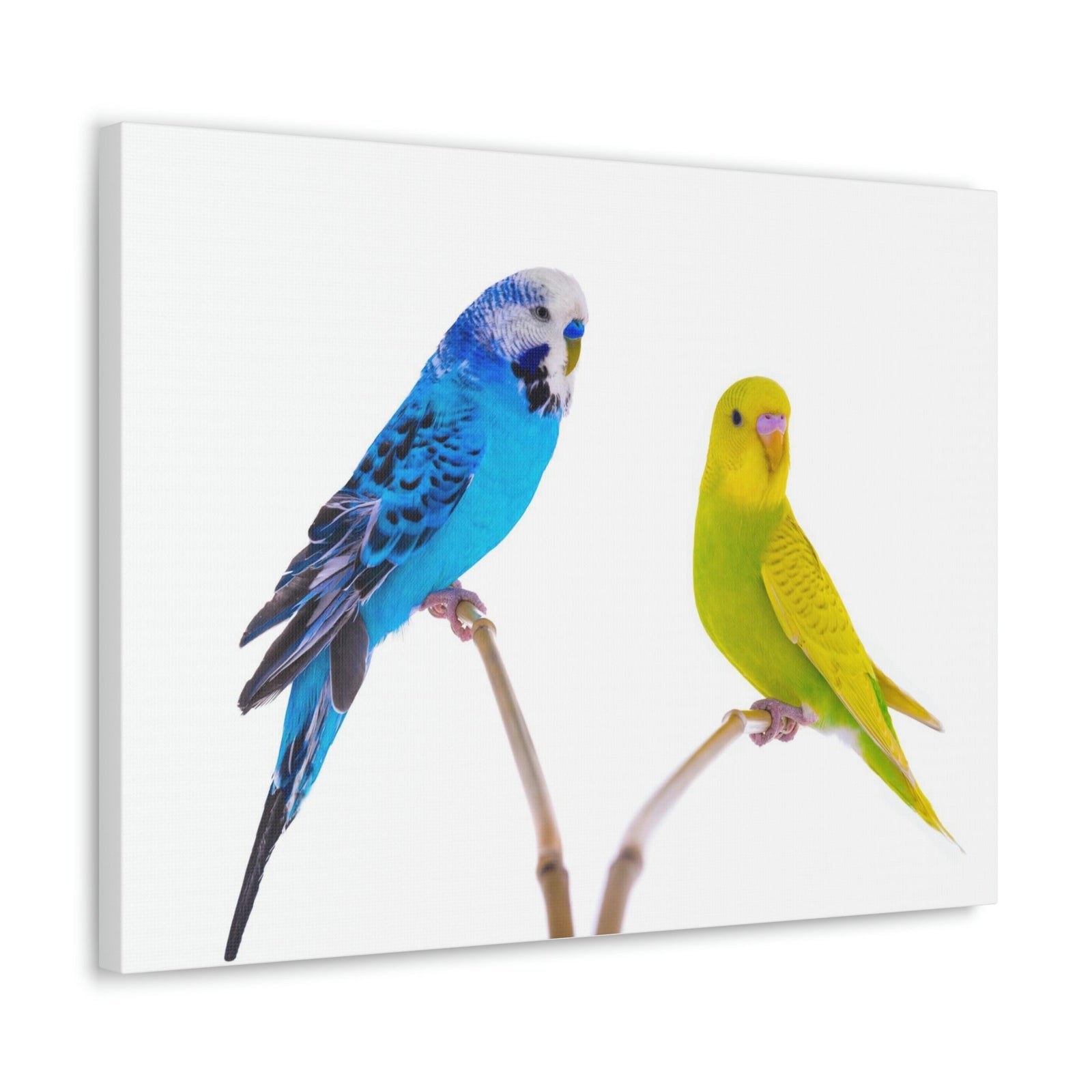 Scripture Walls Budgie Couple Budgie Troop Print Animal Wall Art Wildlife Canvas Prints Wall Art Ready to Hang Unframed-Express Your Love Gifts