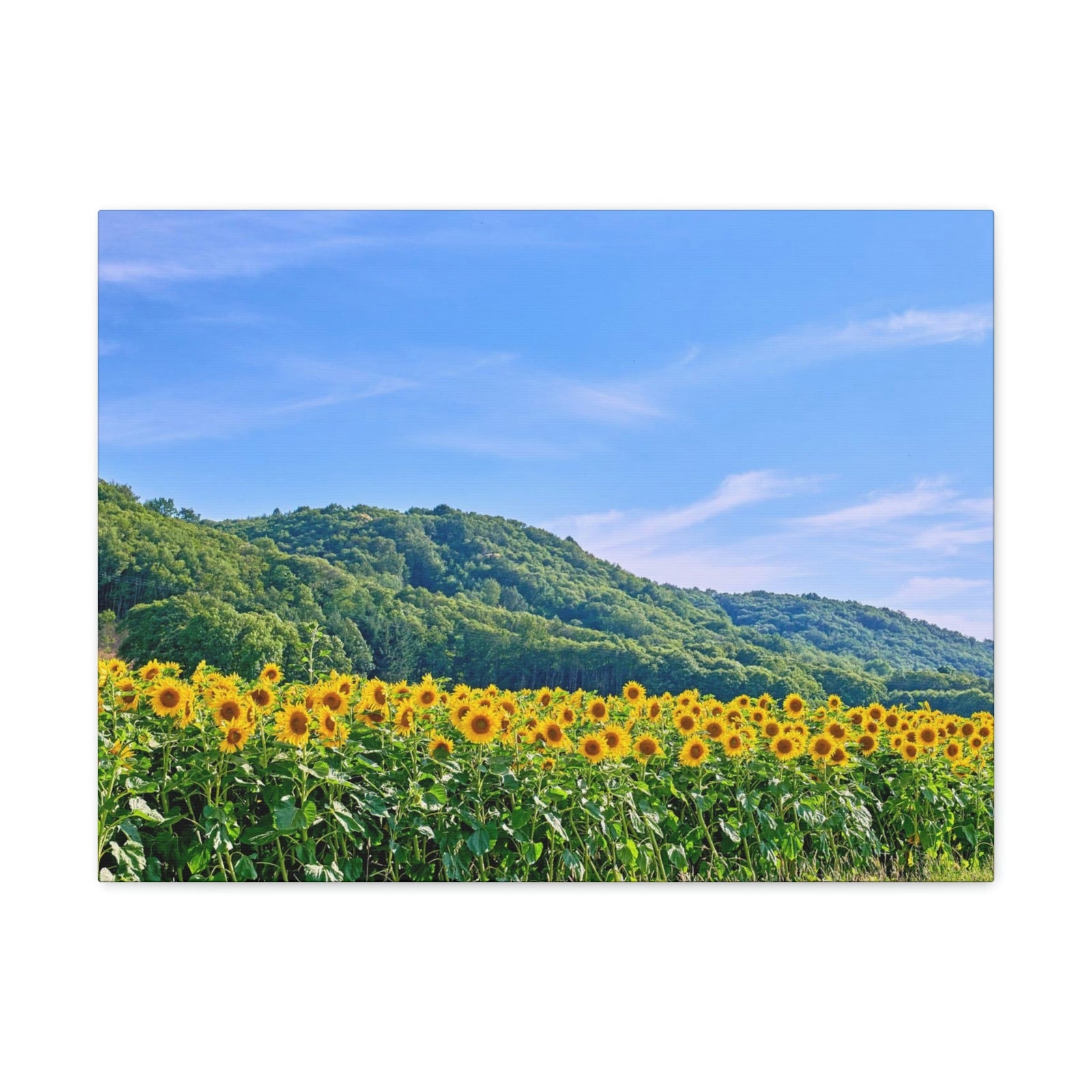 Charming Sunflower on the Field Scene Beautiful Lovely and Gorgeous Flowers Beauty Nature Scene Sunflower on a Sunny Day Wall Art Ready to Hang Unframed-Express Your Love Gifts