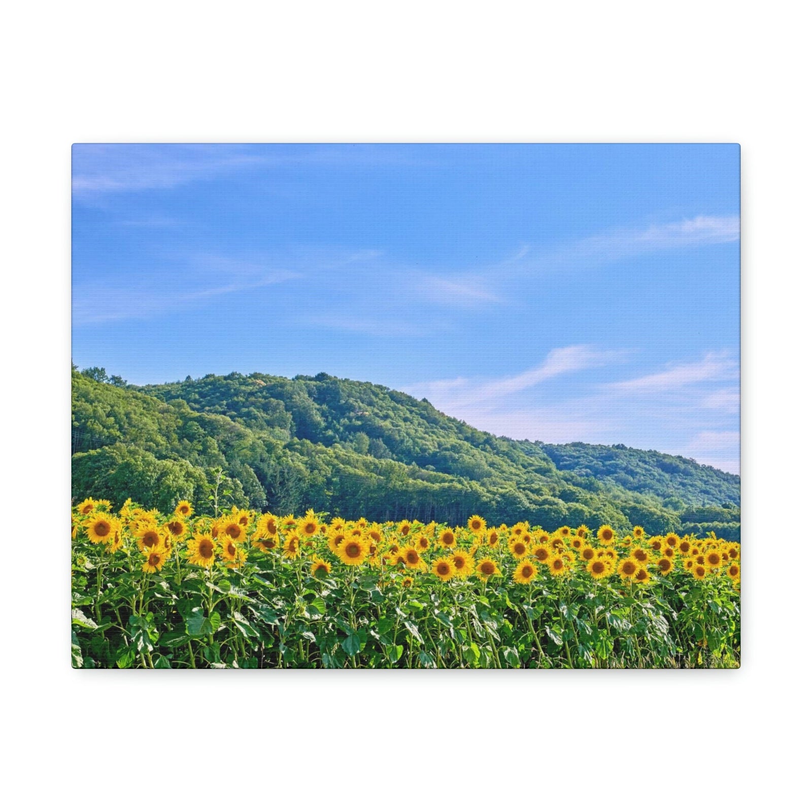 Charming Sunflower on the Field Scene Beautiful Lovely and Gorgeous Flowers Beauty Nature Scene Sunflower on a Sunny Day Wall Art Ready to Hang Unframed-Express Your Love Gifts