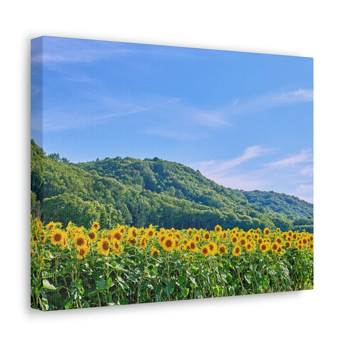 Charming Sunflower on the Field Scene Beautiful Lovely and Gorgeous Flowers Beauty Nature Scene Sunflower on a Sunny Day Wall Art Ready to Hang Unframed-Express Your Love Gifts