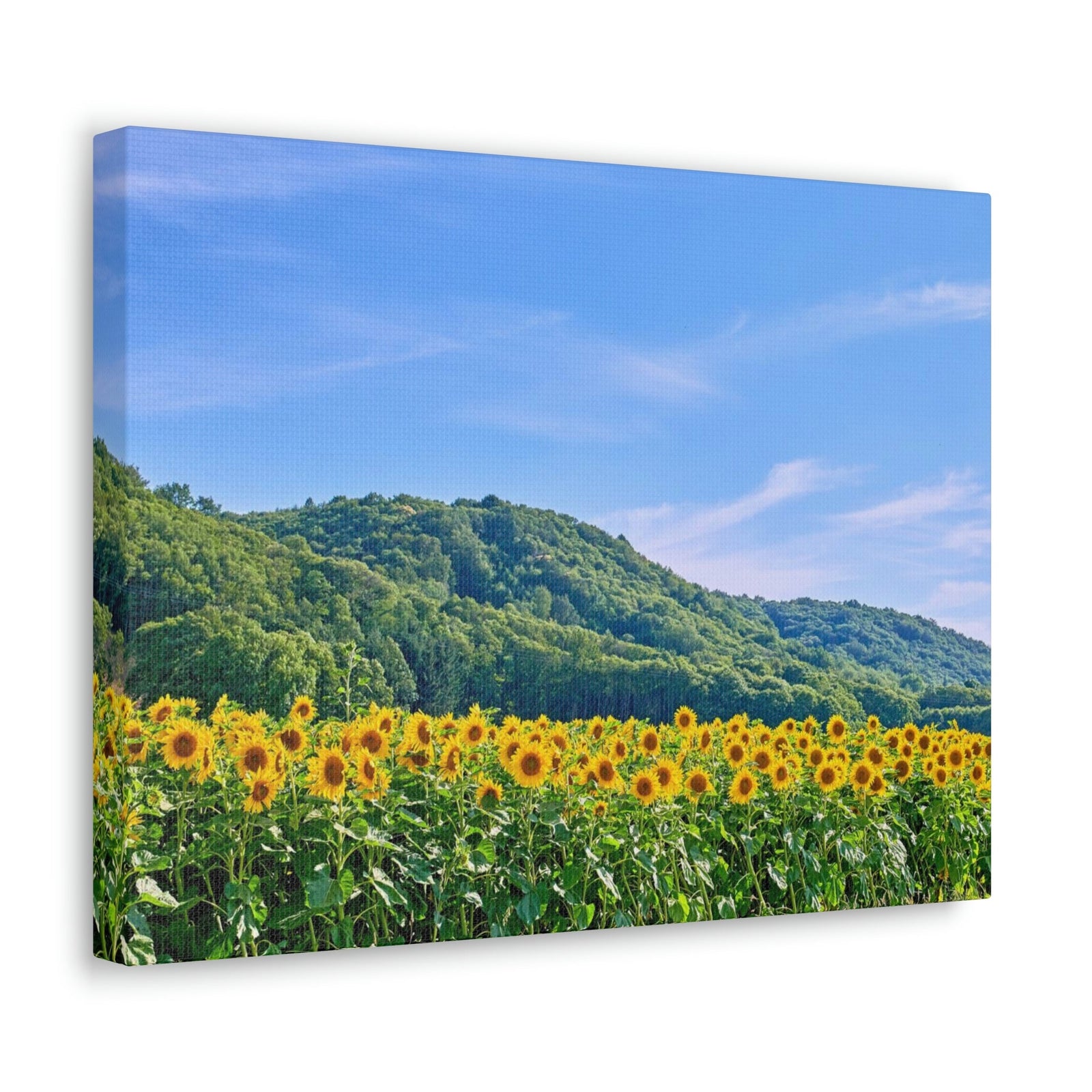 Charming Sunflower on the Field Scene Beautiful Lovely and Gorgeous Flowers Beauty Nature Scene Sunflower on a Sunny Day Wall Art Ready to Hang Unframed-Express Your Love Gifts