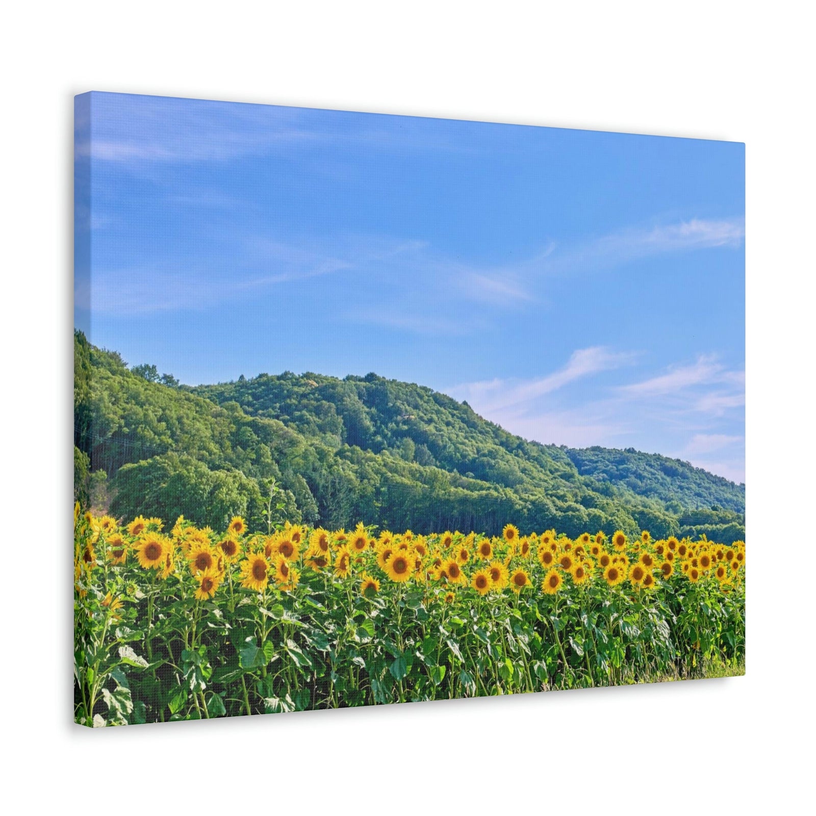 Charming Sunflower on the Field Scene Beautiful Lovely and Gorgeous Flowers Beauty Nature Scene Sunflower on a Sunny Day Wall Art Ready to Hang Unframed-Express Your Love Gifts