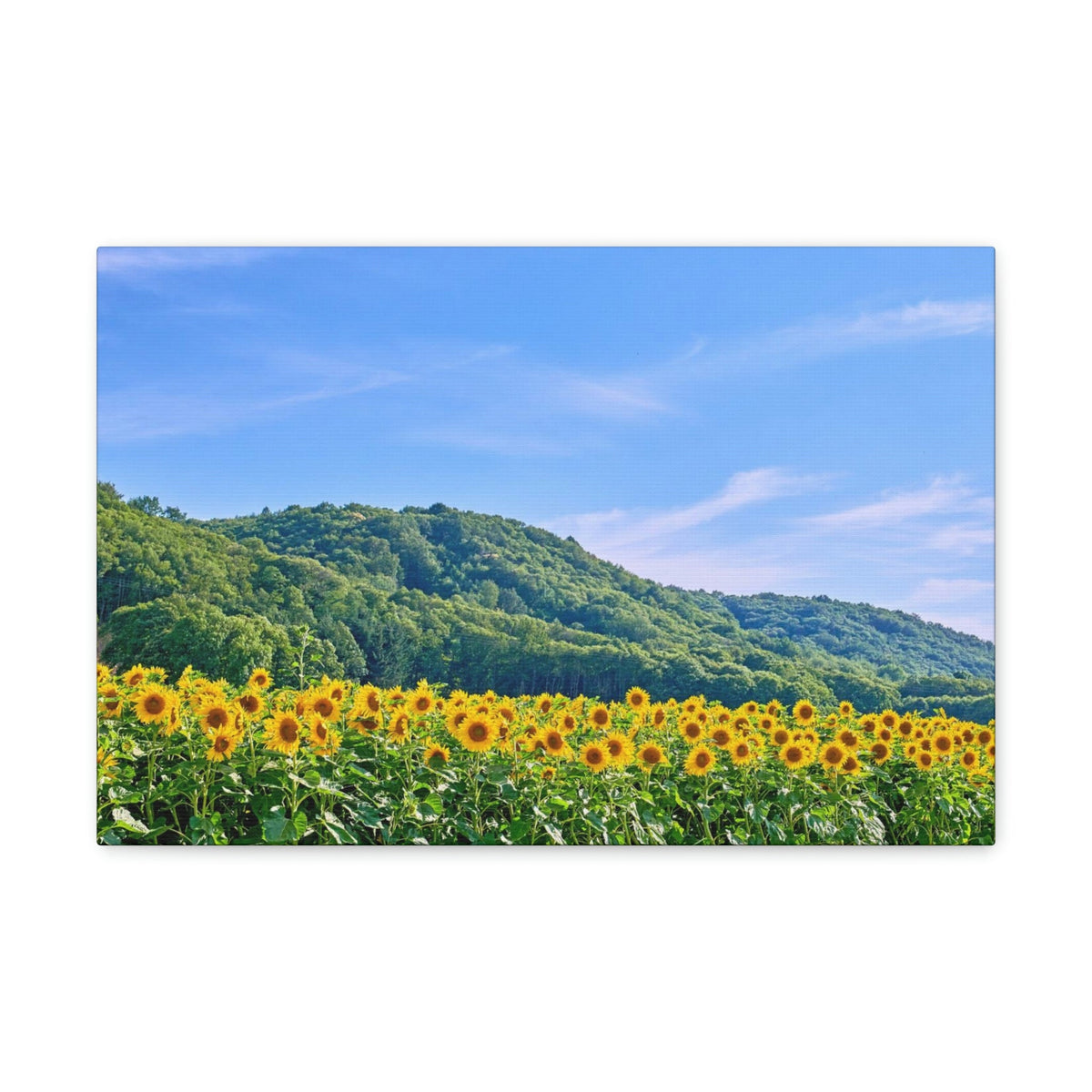Charming Sunflower on the Field Scene Beautiful Lovely and Gorgeous Flowers Beauty Nature Scene Sunflower on a Sunny Day Wall Art Ready to Hang Unframed-Express Your Love Gifts