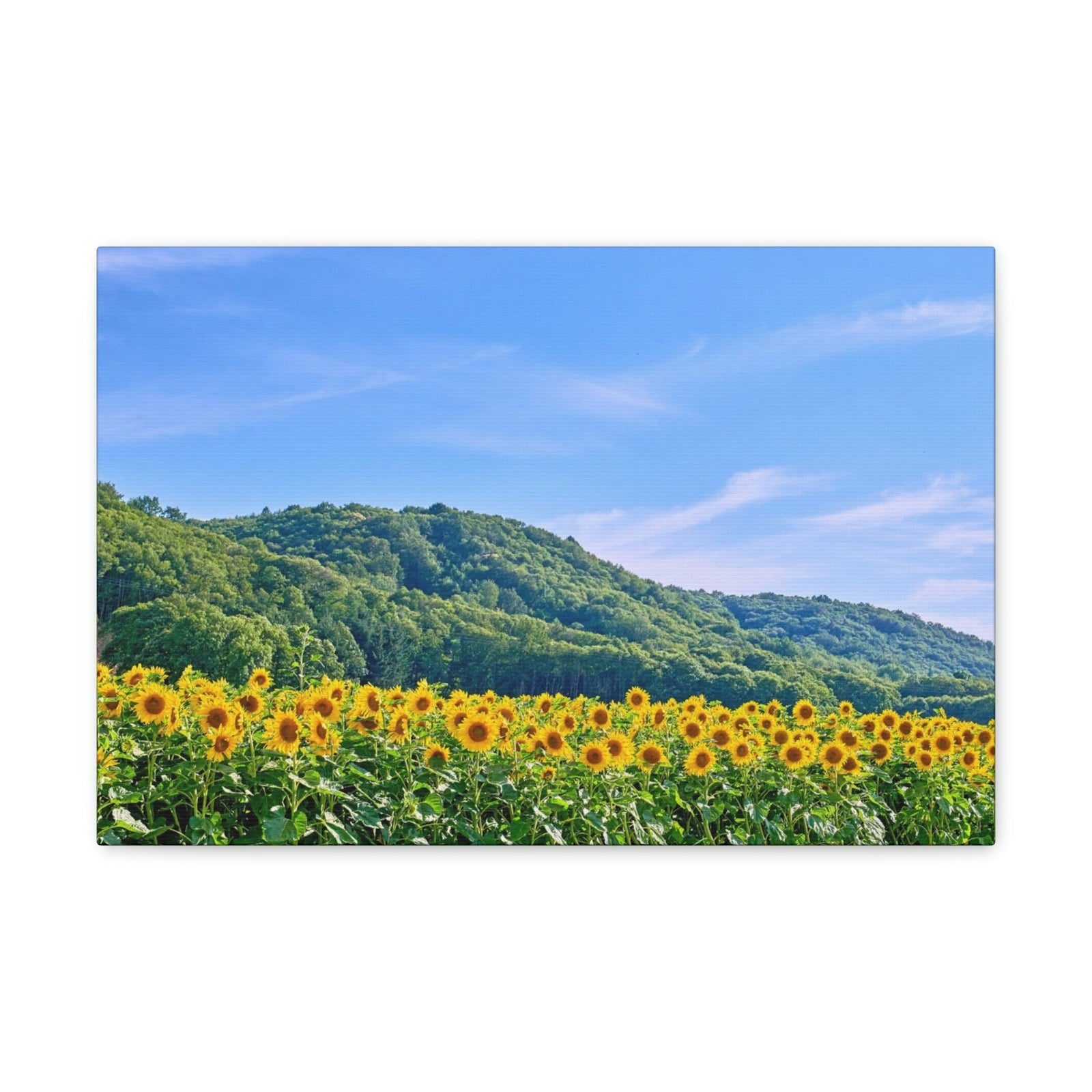 Charming Sunflower on the Field Scene Beautiful Lovely and Gorgeous Flowers Beauty Nature Scene Sunflower on a Sunny Day Wall Art Ready to Hang Unframed-Express Your Love Gifts
