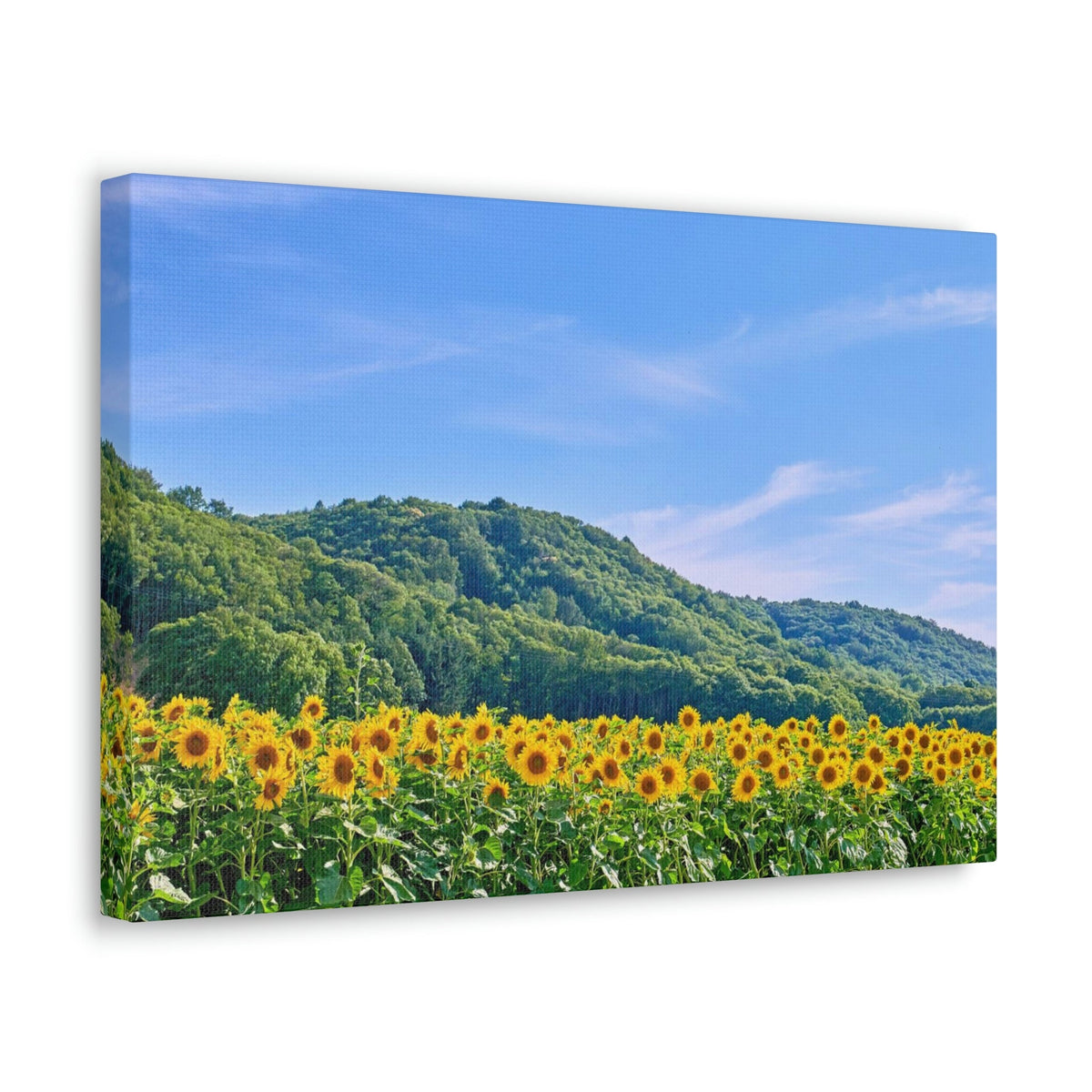 Charming Sunflower on the Field Scene Beautiful Lovely and Gorgeous Flowers Beauty Nature Scene Sunflower on a Sunny Day Wall Art Ready to Hang Unframed-Express Your Love Gifts
