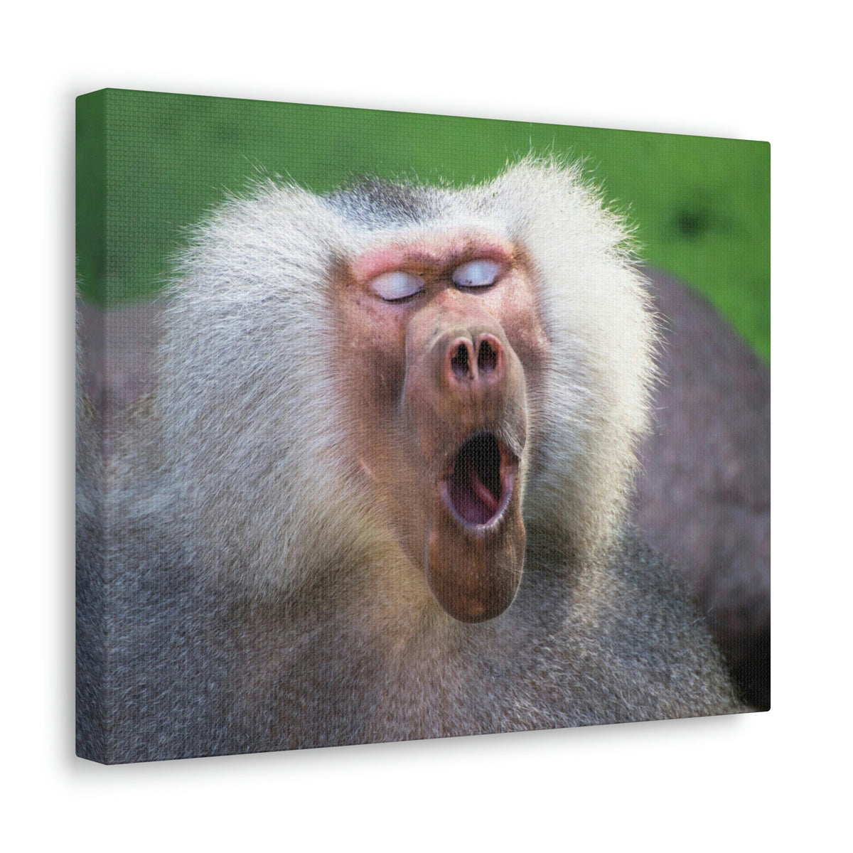 Close Up of Funny Baboon Outside Wall Art Ready to Hang Unframed-Express Your Love Gifts