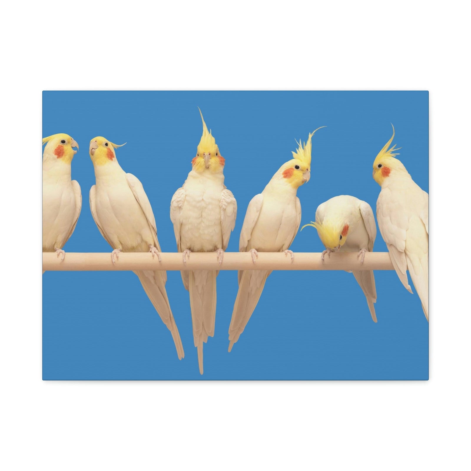 Scripture Walls Cockatiel Couple Cockatiel Troop Print Animal Wall Art Wildlife Canvas Prints Wall Art Ready to Hang Unframed-Express Your Love Gifts