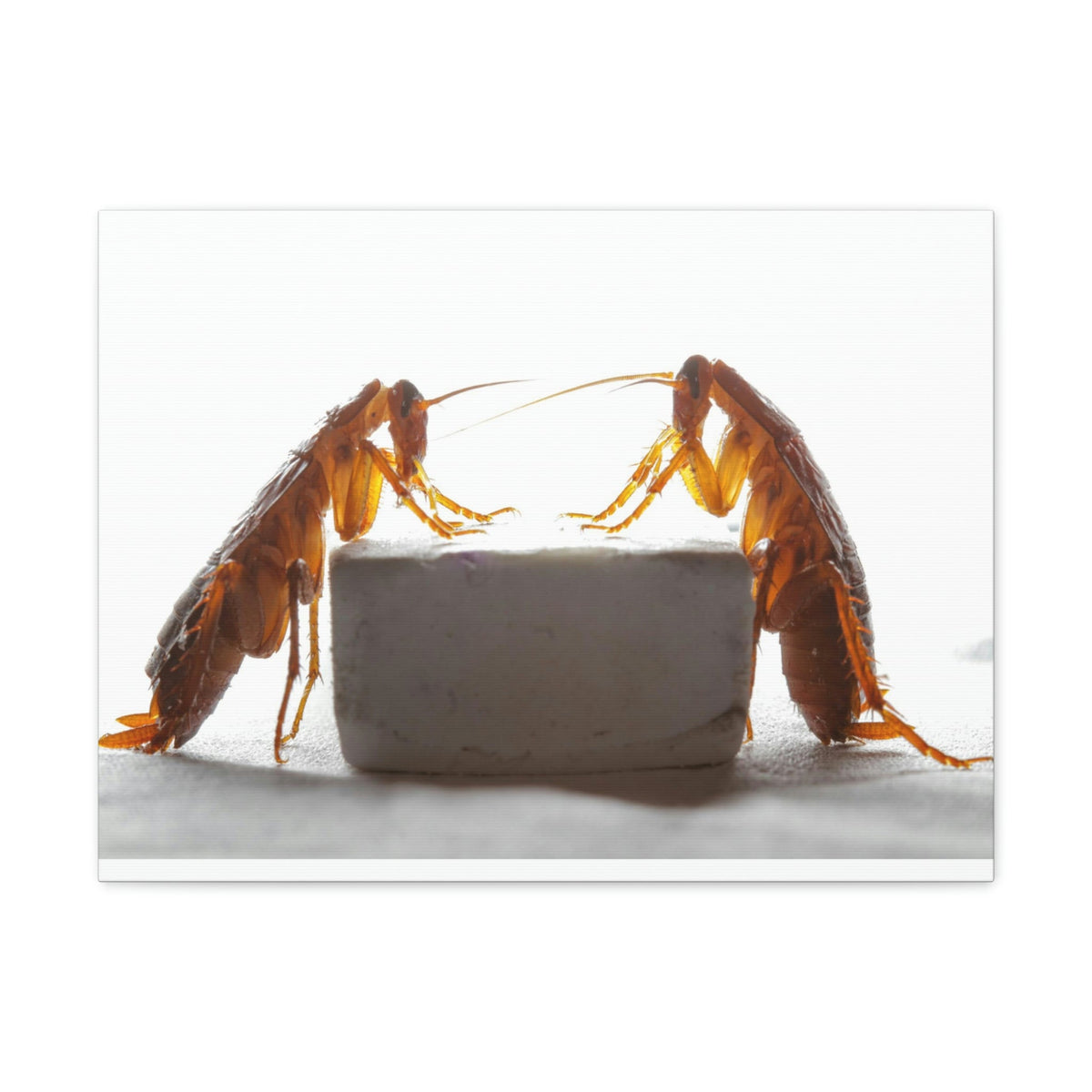 Scripture Walls Cockroach Couple Cockroach Troop Print Animal Wall Art Wildlife Canvas Prints Wall Art Ready to Hang Unframed-Express Your Love Gifts