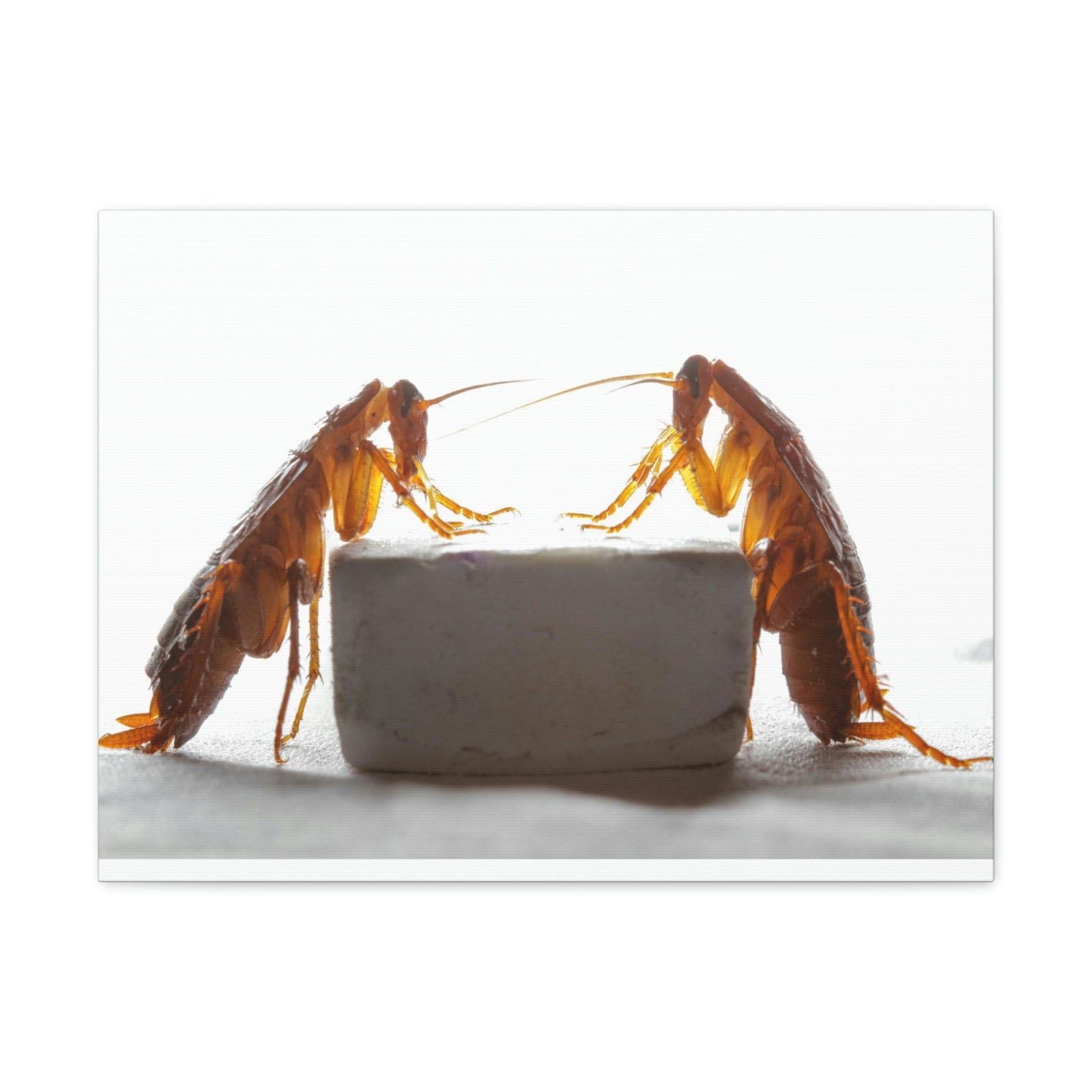 Scripture Walls Cockroach Couple Cockroach Troop Print Animal Wall Art Wildlife Canvas Prints Wall Art Ready to Hang Unframed-Express Your Love Gifts