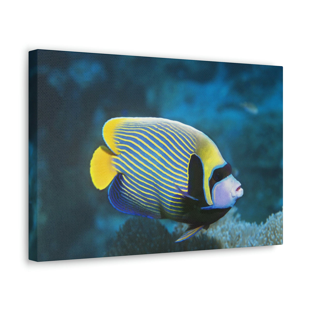 Colorful Angel Fish Glow In The Dark Angel Fish Inside Wall Art Ready To Hang Unframed-Express Your Love Gifts